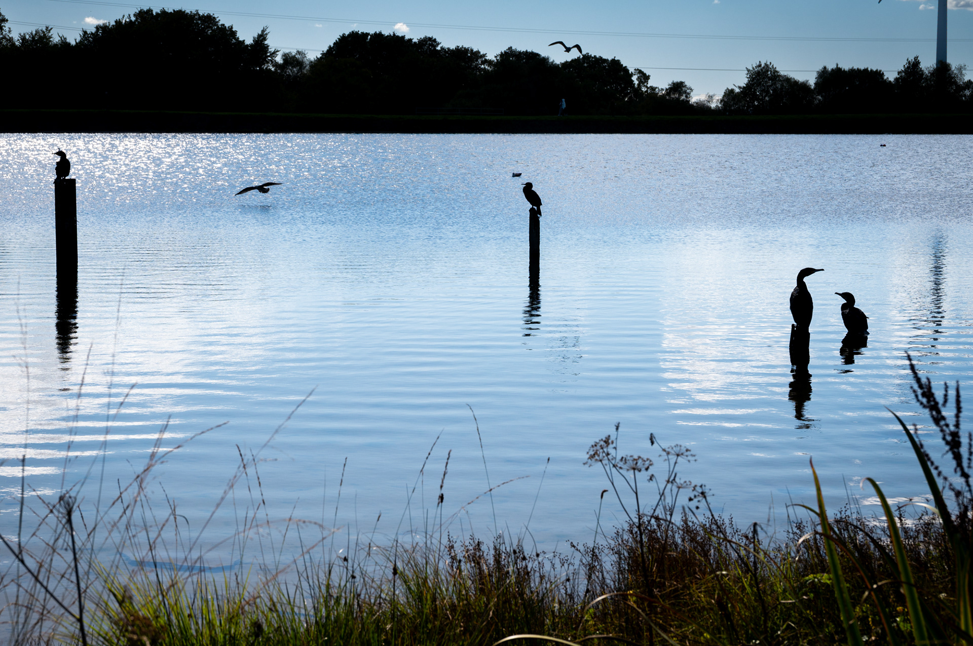 Silhouetted Cormorants at Penyfan Pond