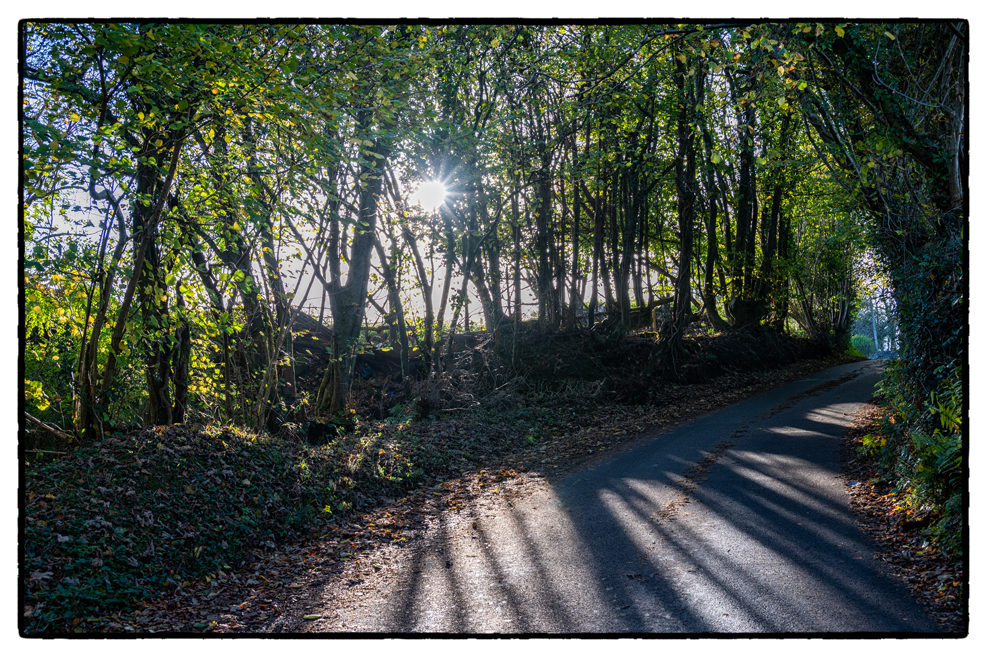 Autumn colours, Gelligroes, South Wales, UK