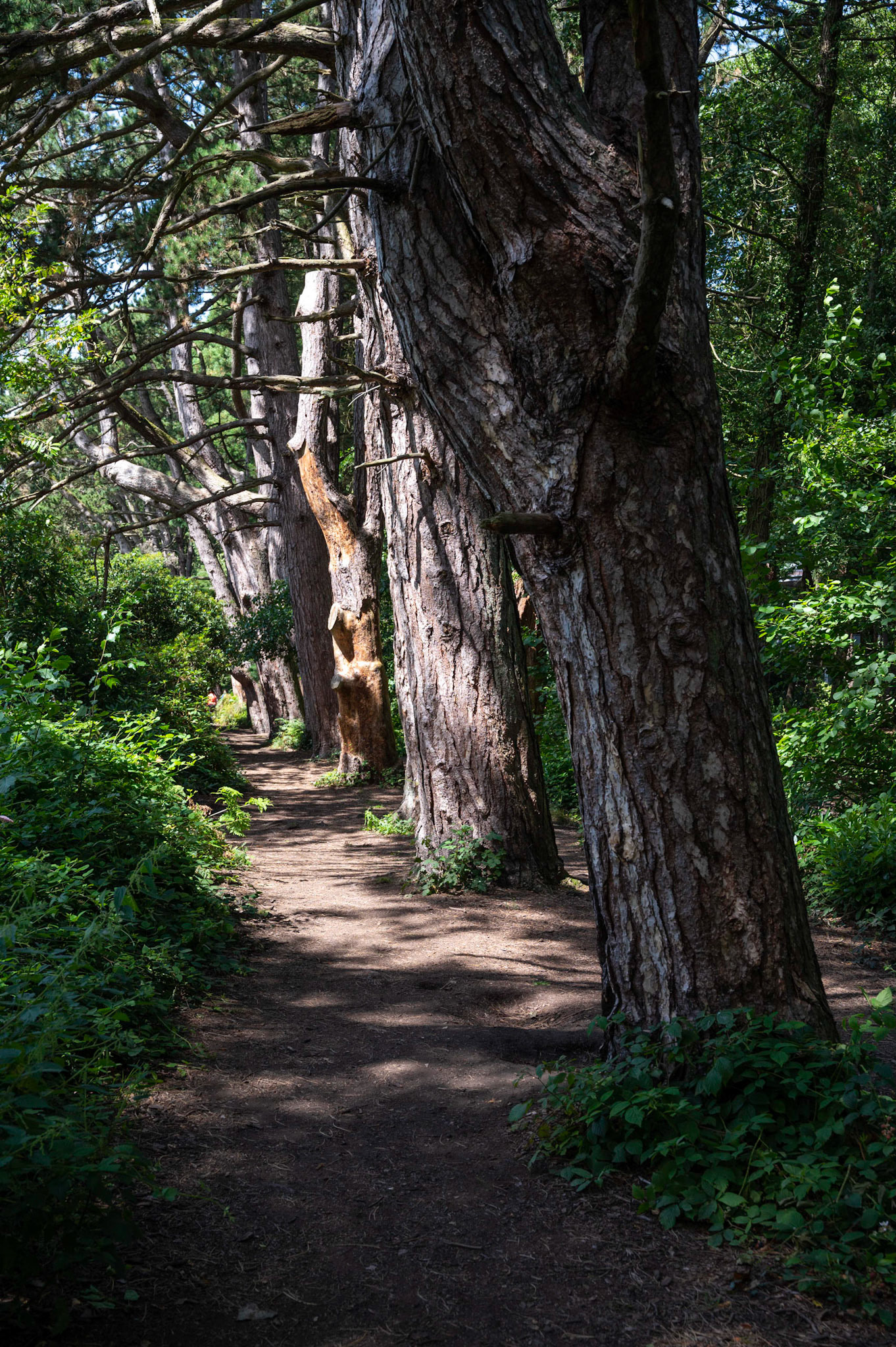 Giant redwood trees at Tredegar House, Newport.
