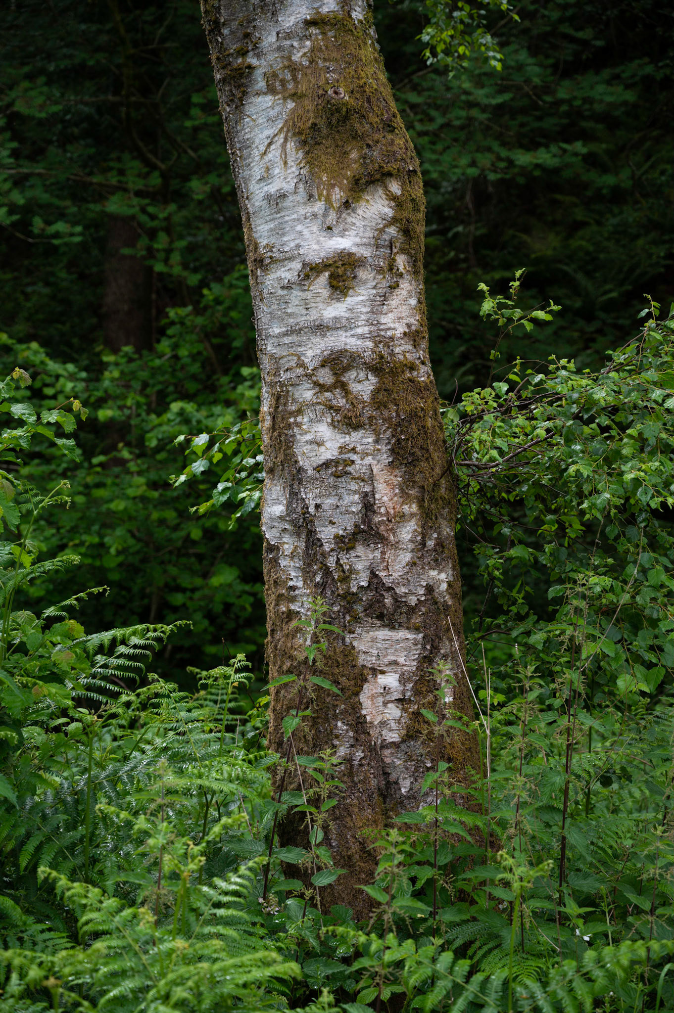 A tree trunk amongst the greenery at Parc Cwm Darran, Deri,