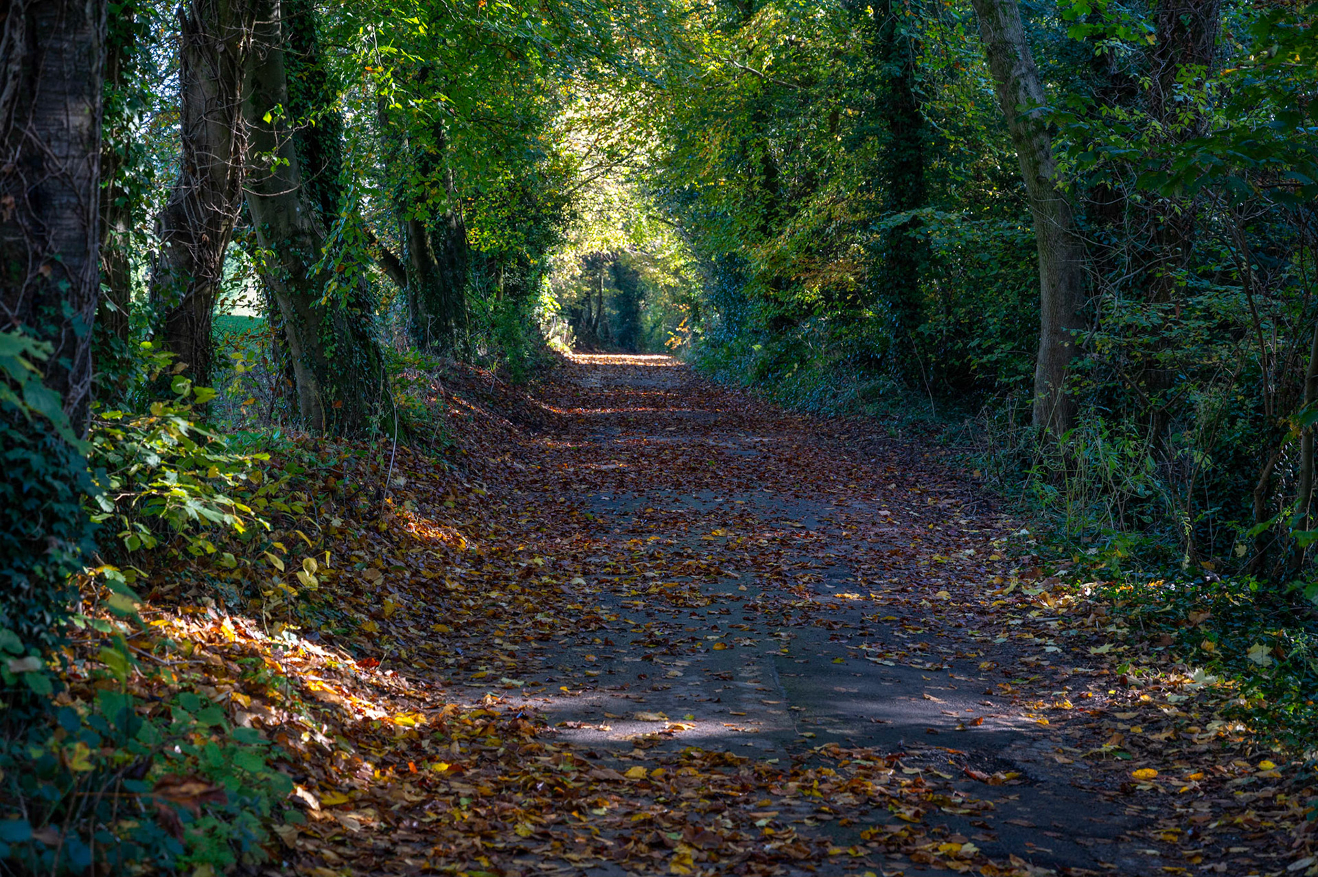 Autumn colours at St Mellons Golf Club, Cardiff,