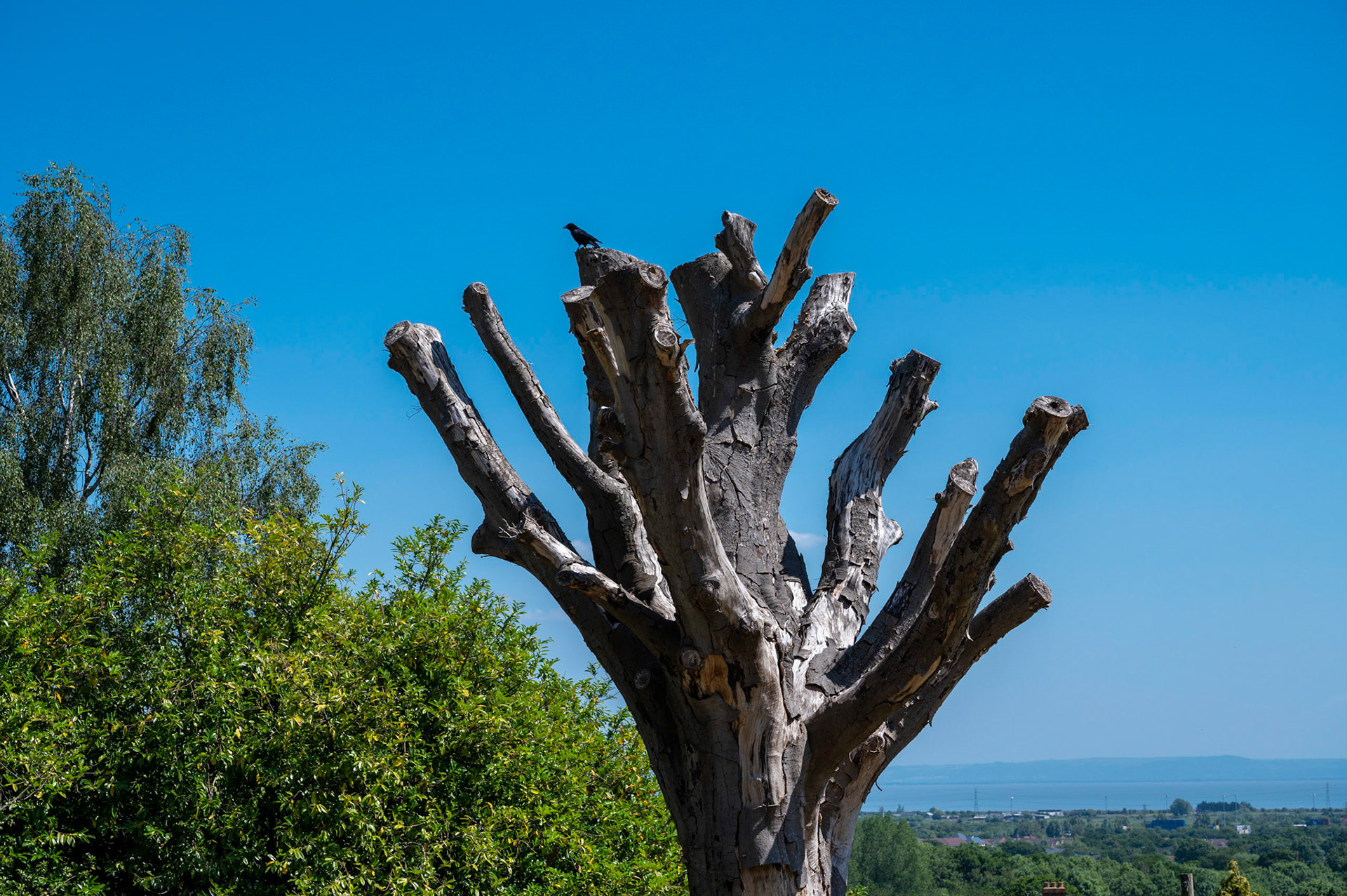 Dead Tree, St Mellons Parish Church.