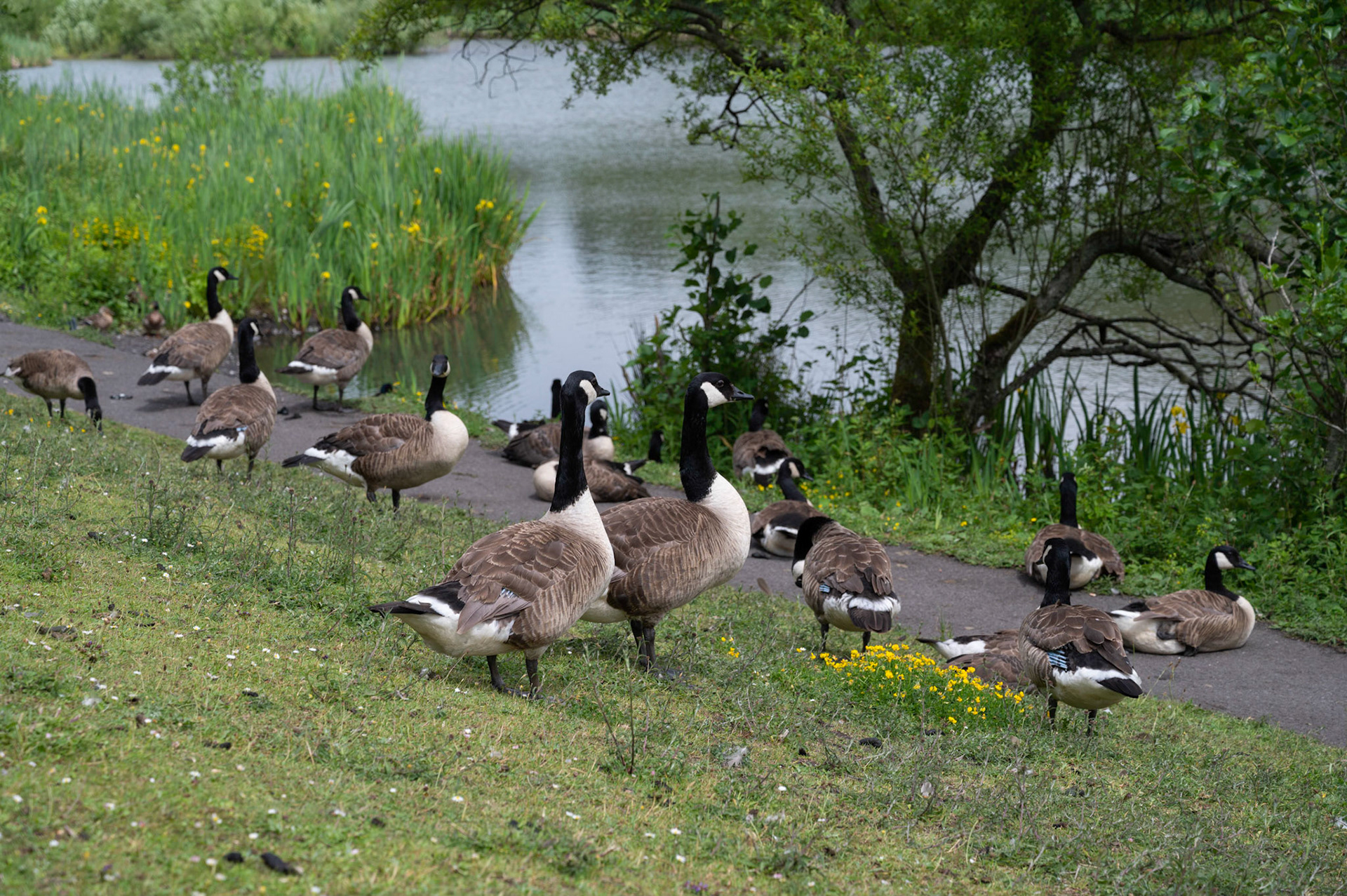 Canada geese at Parc Cwm Darran, Deri,