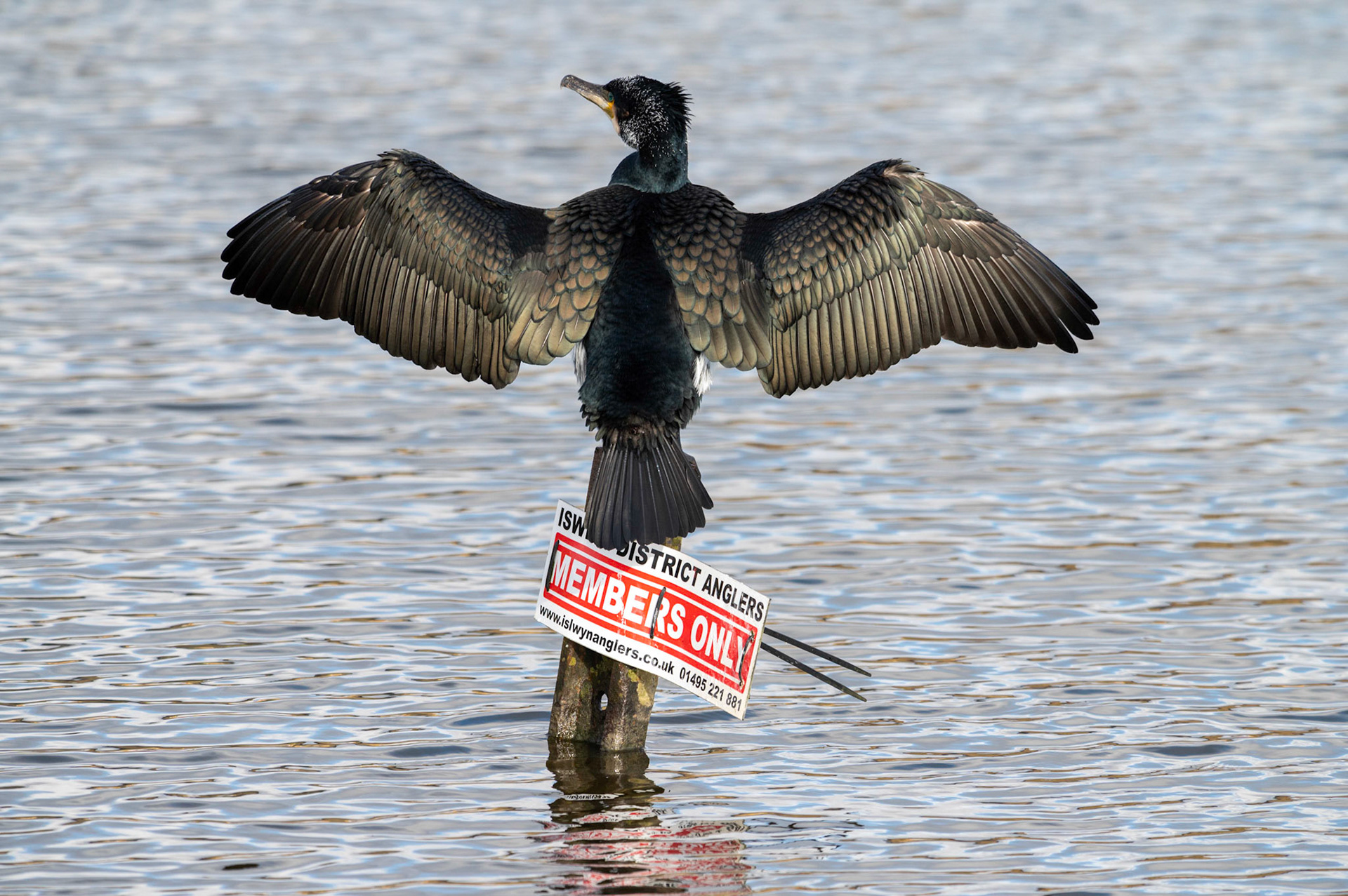 He’s probably the ponds most successful angler but I doubt he’s a member!A cormorant suns itself on the local angling club “Members Only” sign in the cold winter sunshine at Pen-y-fan Pond, near Blackwood, South Wales, UK. Along with it’s mate it’s made it’s home at the reservoir, originally constructed in the late around 1794 as a feeder reservoir for the Crumlin arm of the Monmouthshire and Brecon Canal it is now a recreational Park managed by Caerphilly County Borough Council.