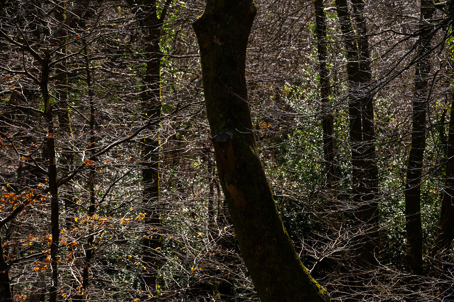 Cwmcarn Scenic Drive
