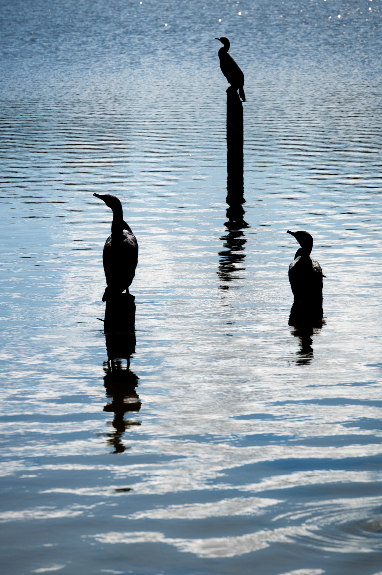 Silhouetted Cormorants at Penyfan Pond