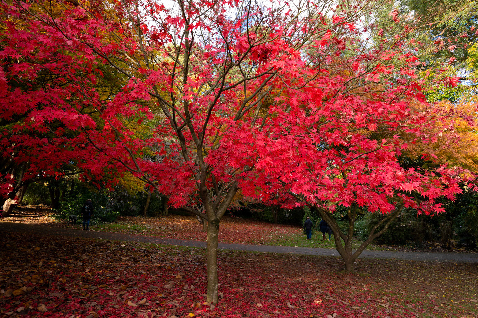 Autumn colours at Roath Park, Cardiff.