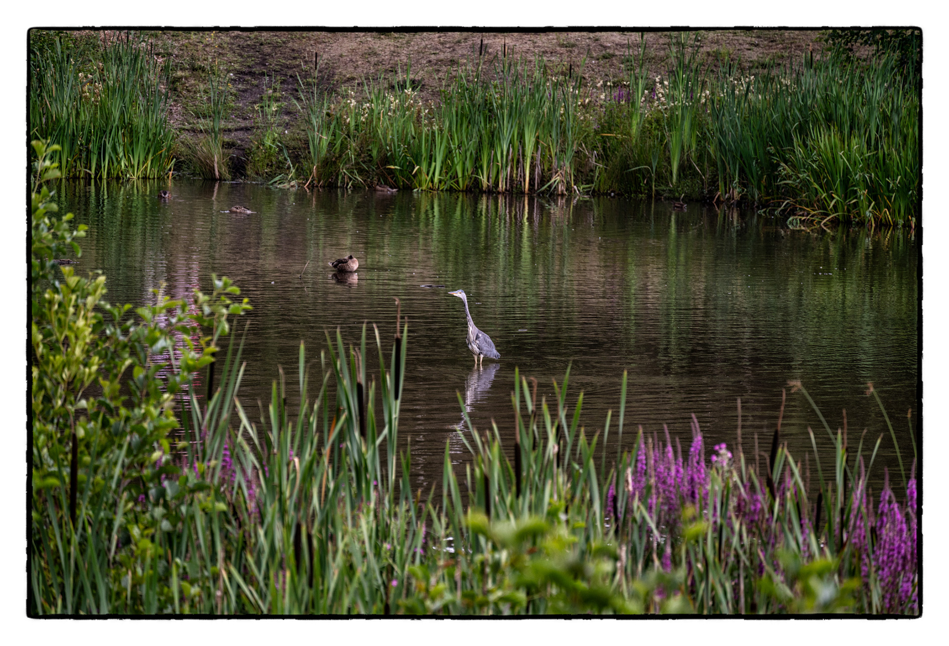 Parc Cwm Darran, Deri, South Wales.