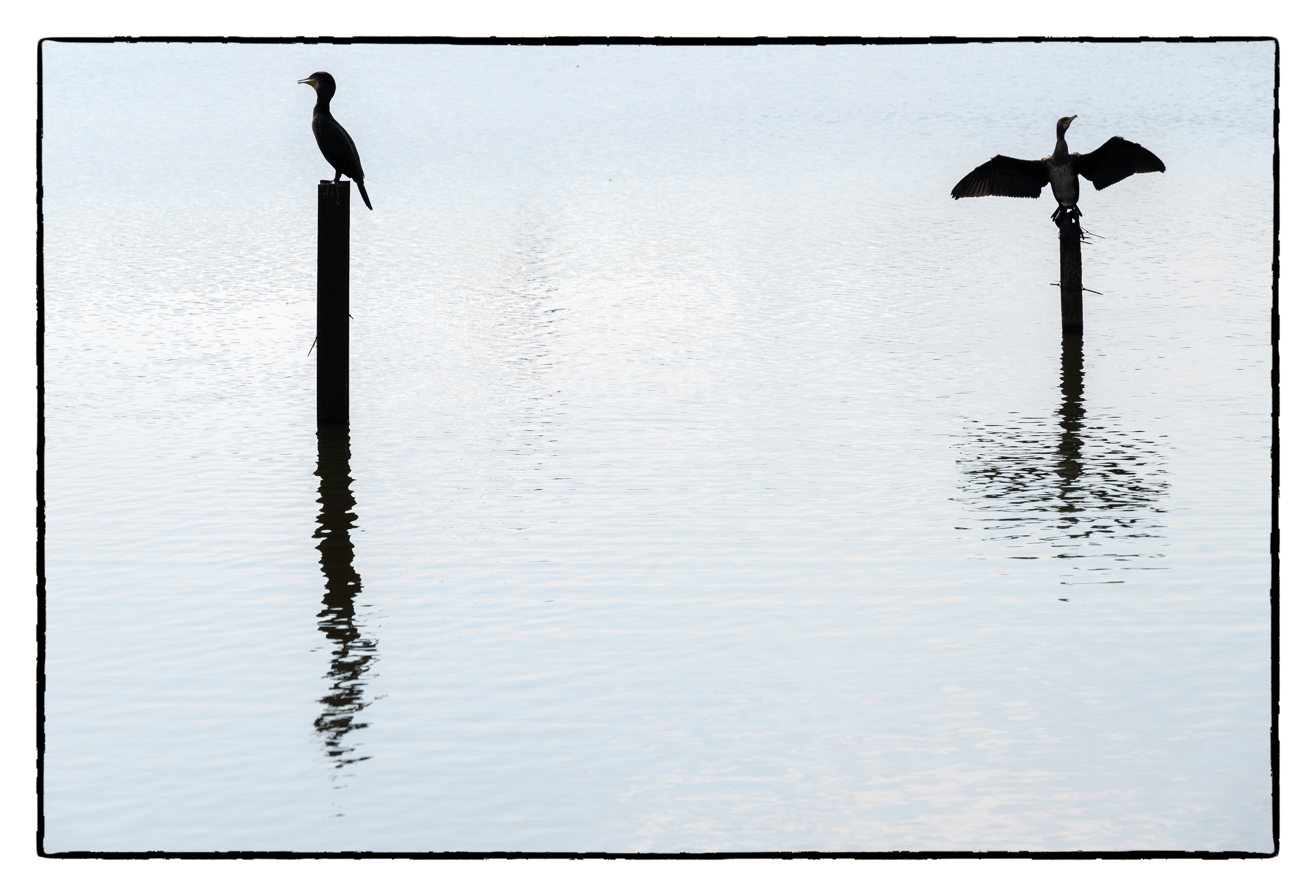 Pen Y fan Pond wildlife.