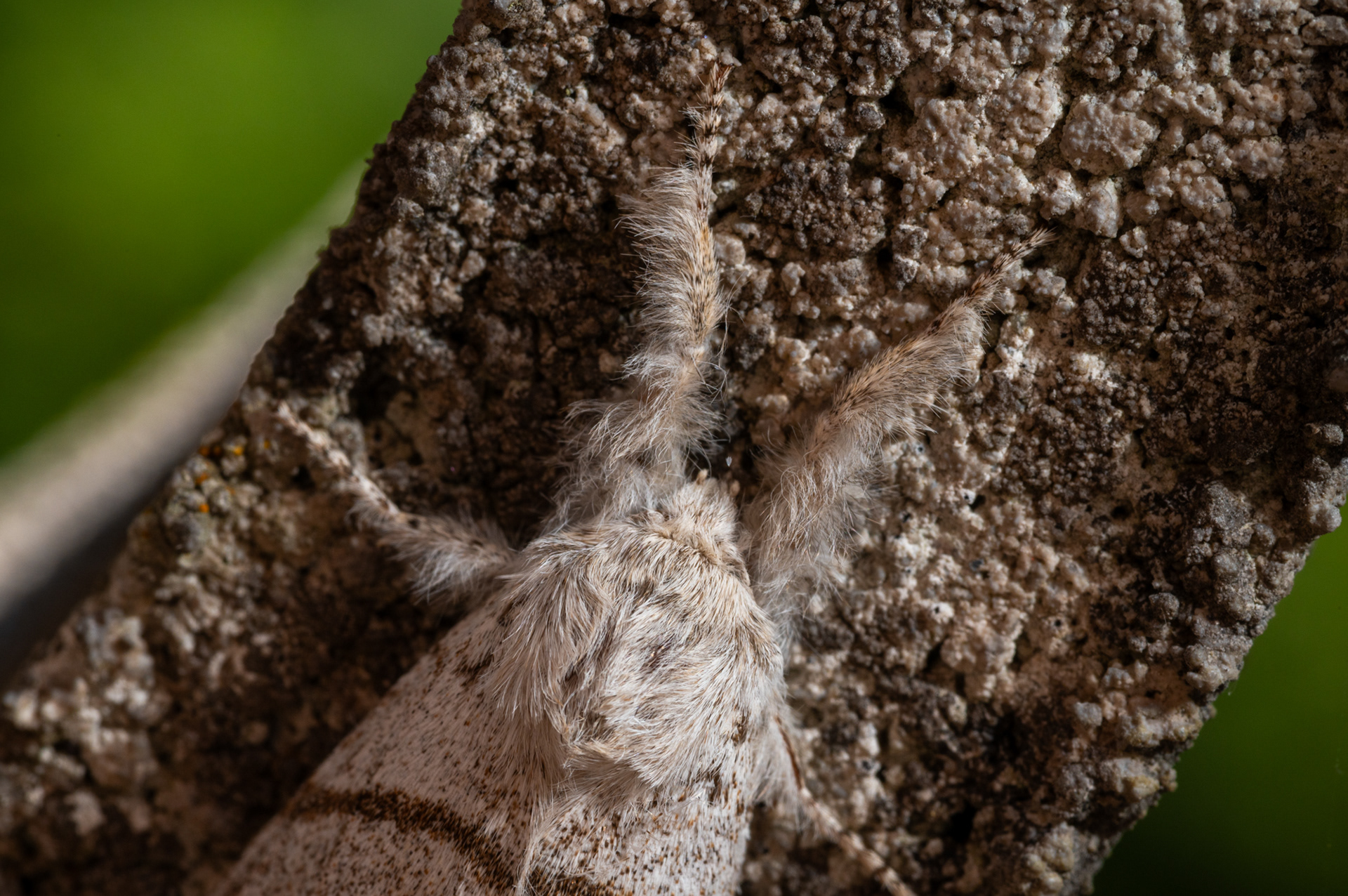 Female Pale Tussock Moth