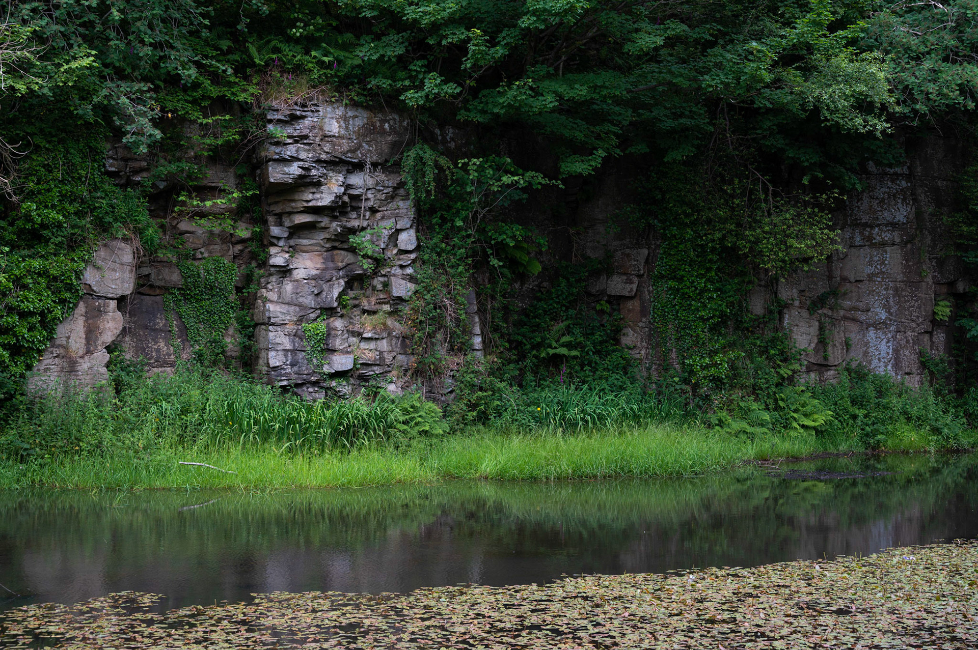 Water lilies about to flower at Parc Cwm Darran, Deri,