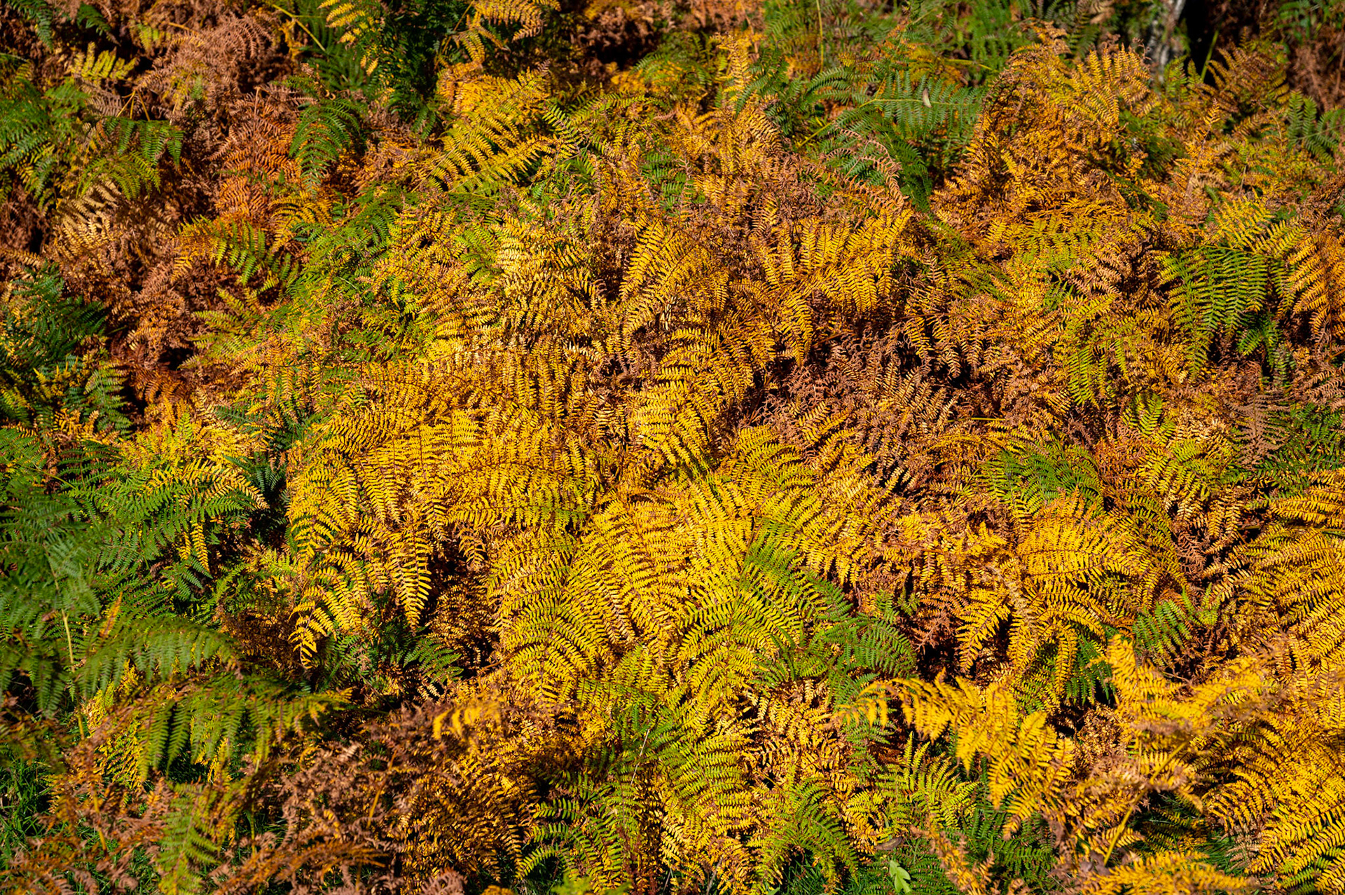 Autumn colours at Penyfan Pond, South Wales, UK