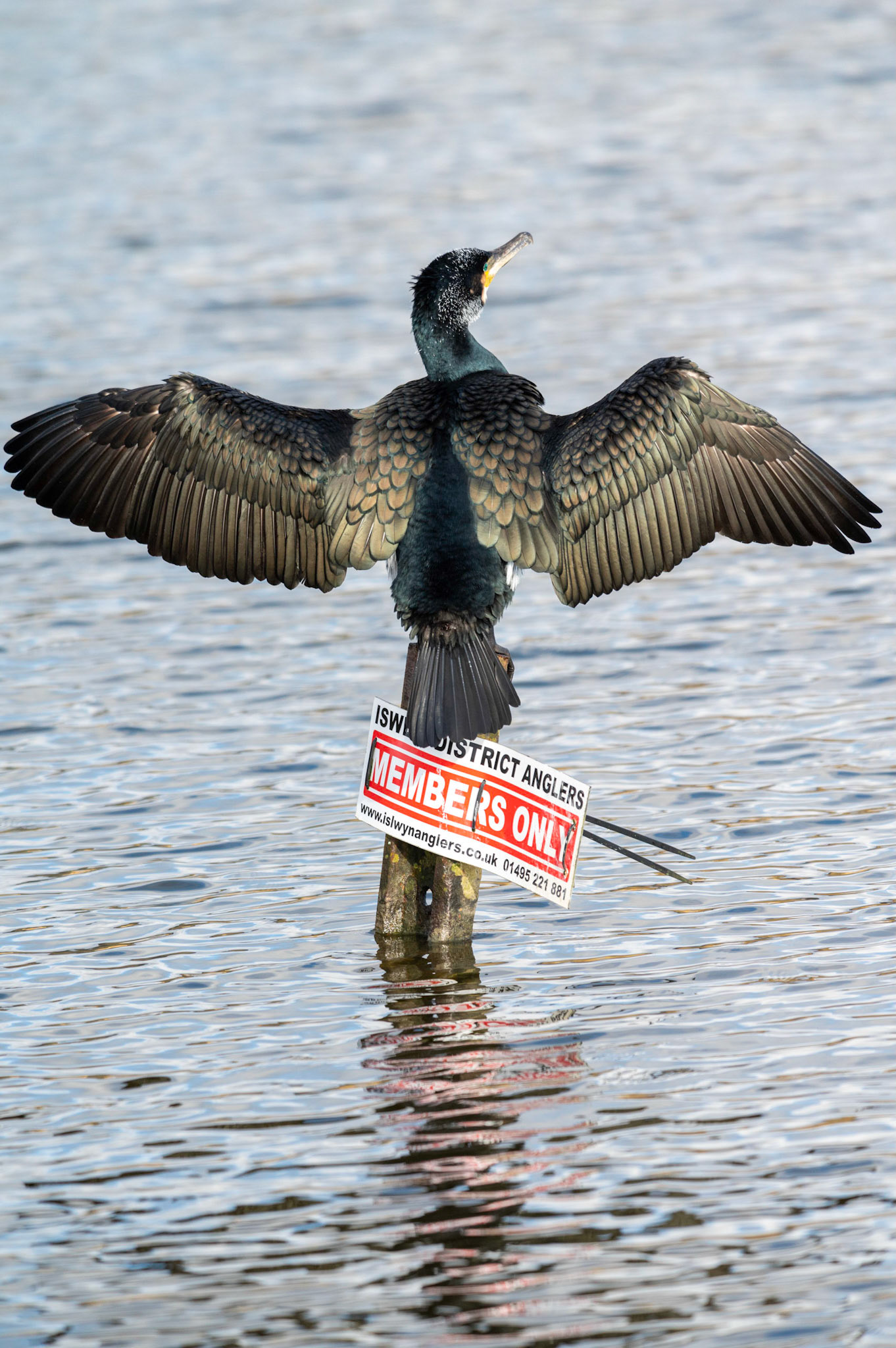 He’s probably the ponds most successful angler but I doubt he’s a member!A cormorant suns itself on the local angling club “Members Only” sign in the cold winter sunshine at Pen-y-fan Pond, near Blackwood, South Wales, UK. Along with it’s mate it’s made it’s home at the reservoir, originally constructed in the late around 1794 as a feeder reservoir for the Crumlin arm of the Monmouthshire and Brecon Canal it is now a recreational Park managed by Caerphilly County Borough Council.