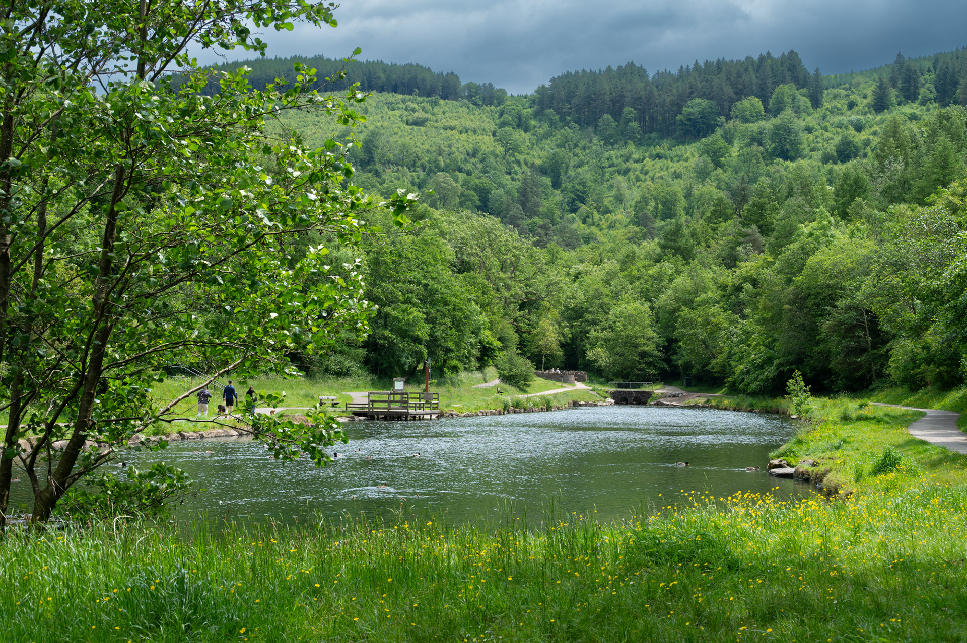 Cwmcarn Forest