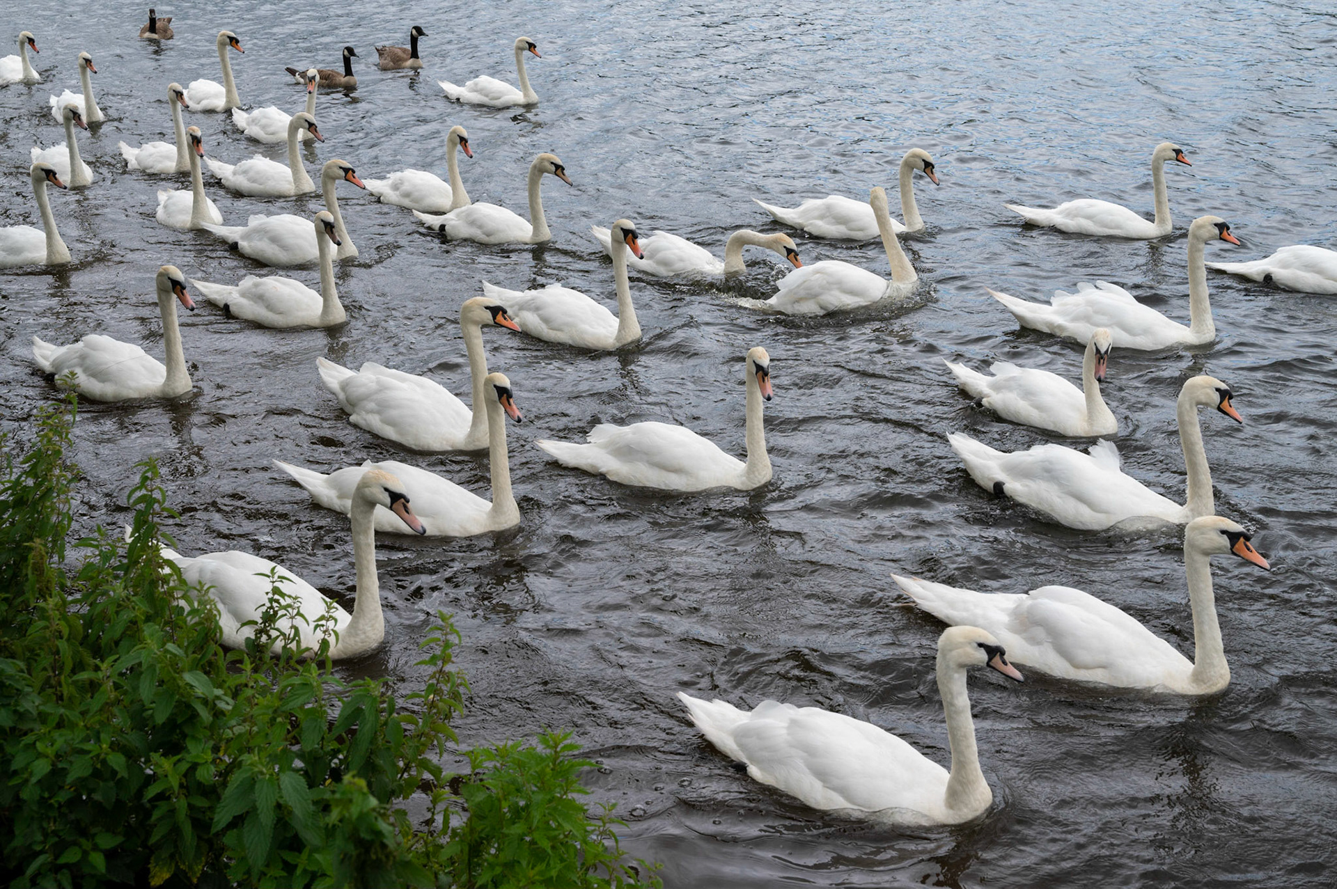 Swans flock on Roath Park Lake, Cardiff.
