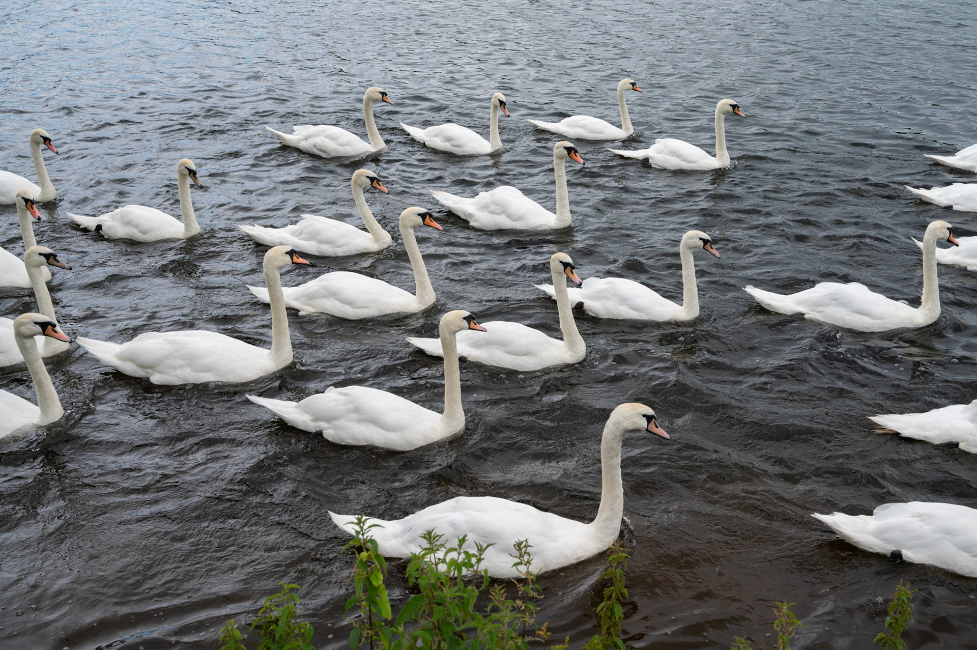 Swans flock on Roath Park Lake, Cardiff.