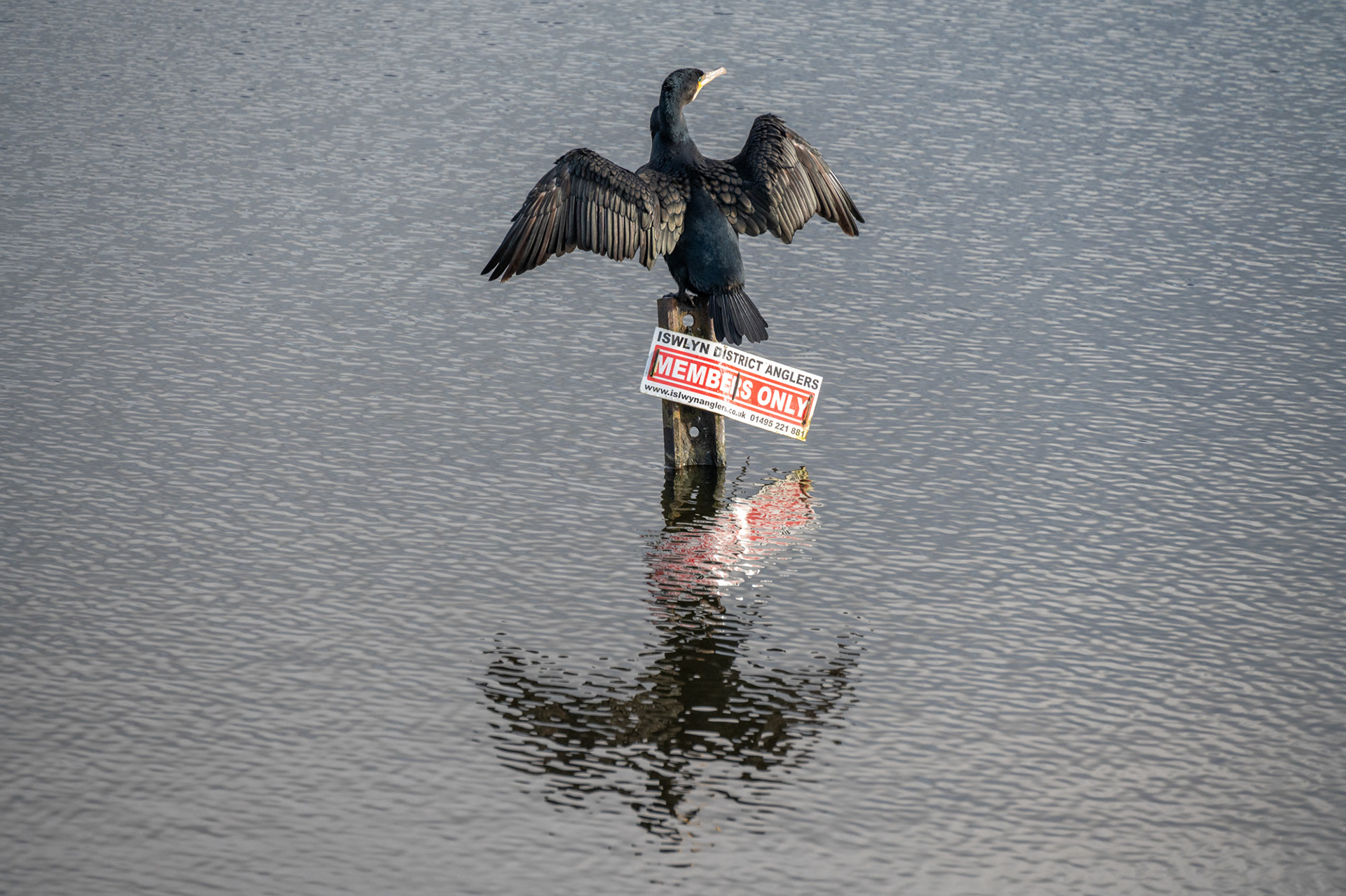 The Cormorant at Penyfan Pond, one year later.