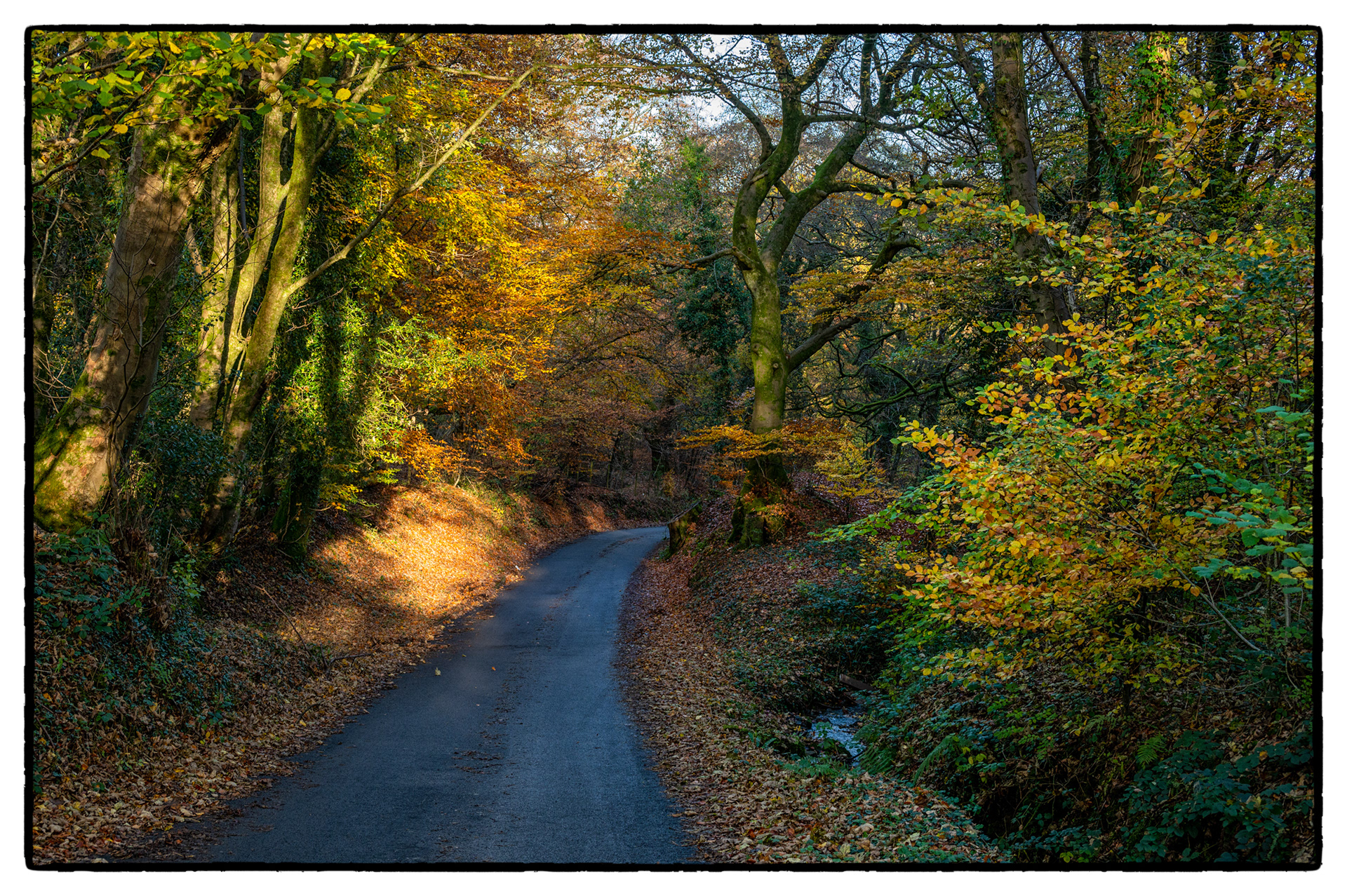 Autumn colours, Gelligroes, South Wales, UK
