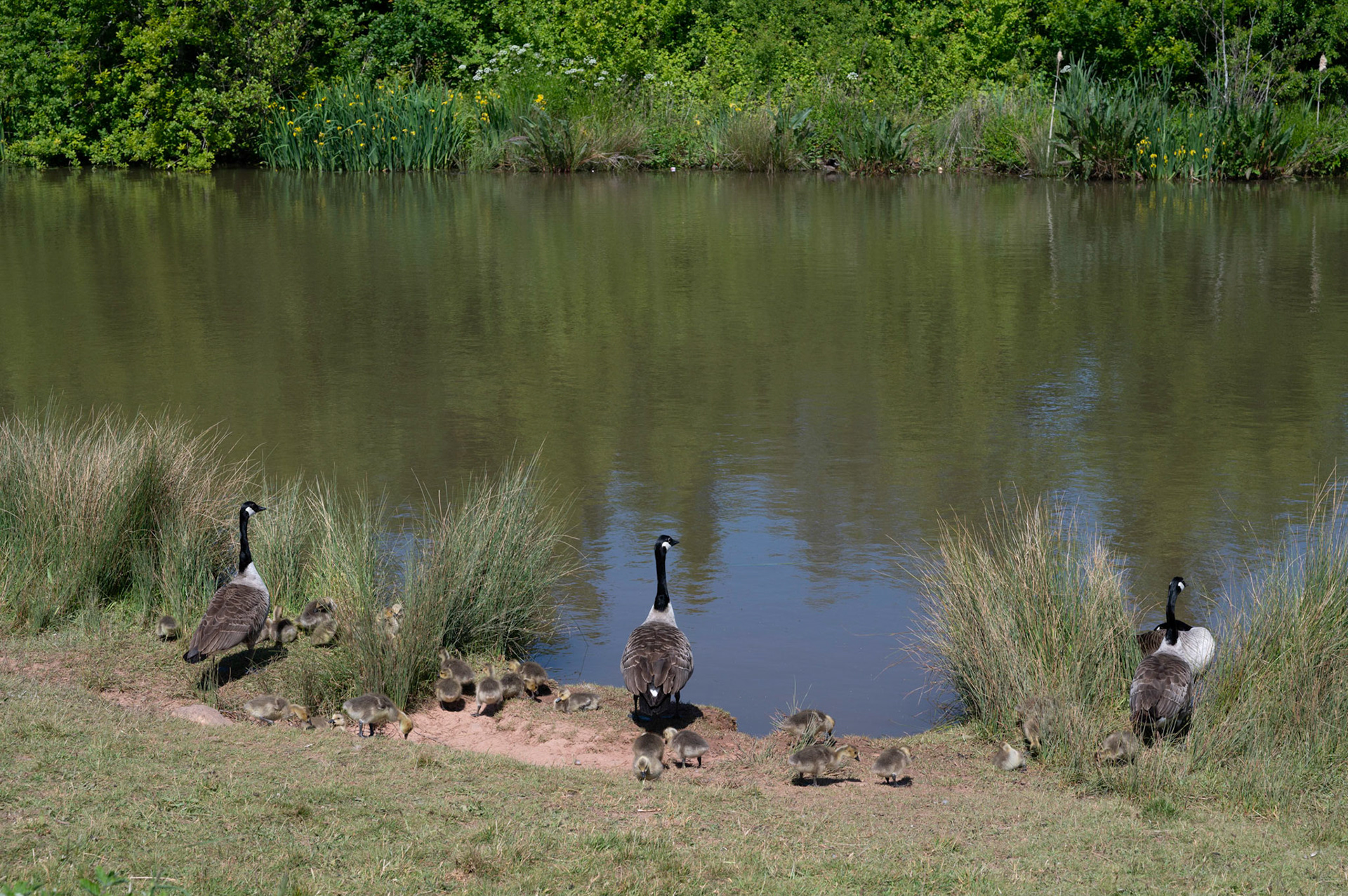 A Canada goose family and their goslings at Hendre Lake, Cardiff.