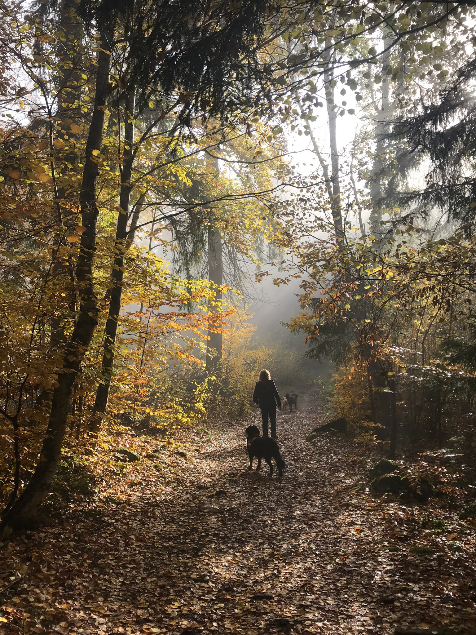 Autumnal colours / Couleurs automnales