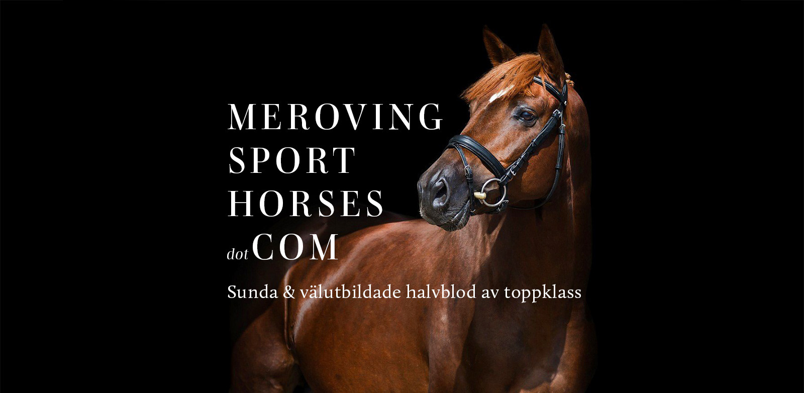 Meroing Sport Horses website hero