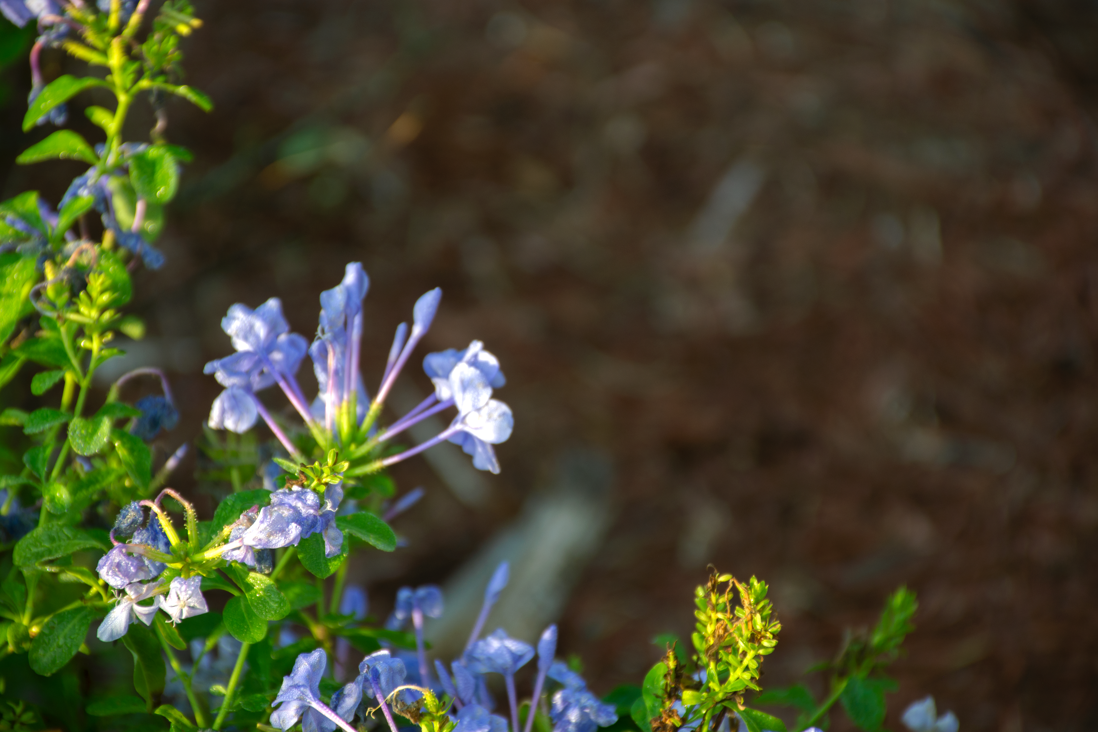 Edited photo of the Blue Flower. First time using photoshop