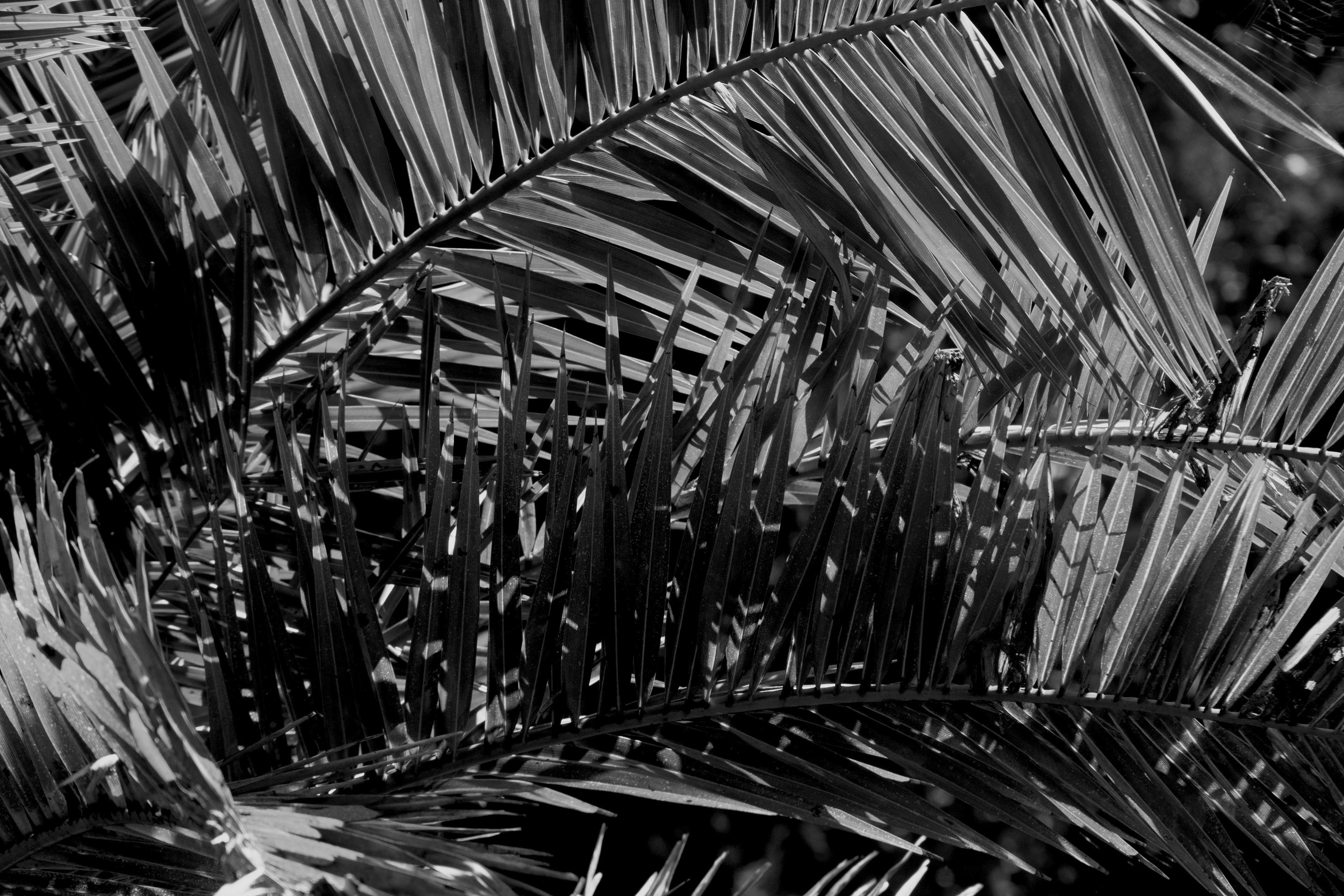 Black & White version of the Palm Leaves. Second attempt at editing a color image to Black & White