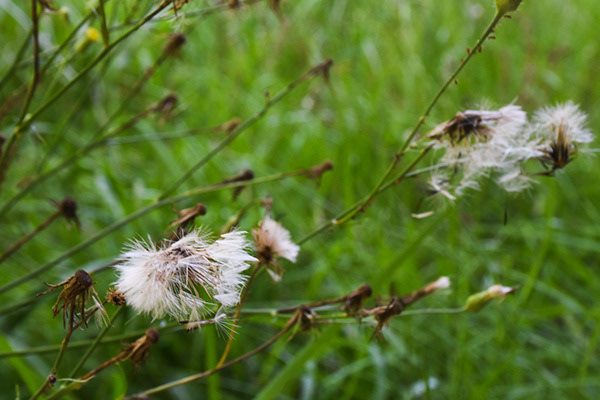 Dandelions on a shady summer day