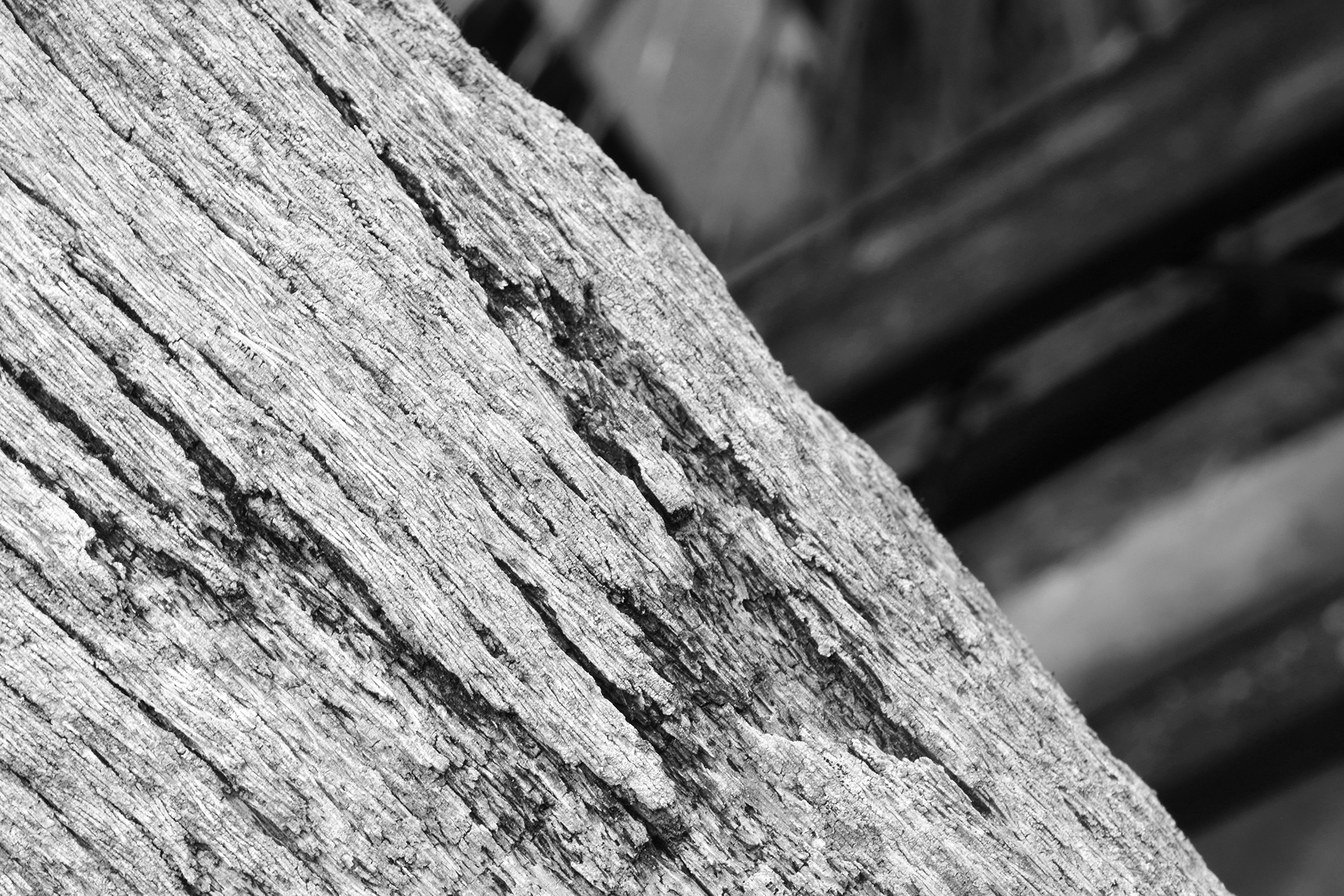 An extreme close up, black and white shot of an old tree.