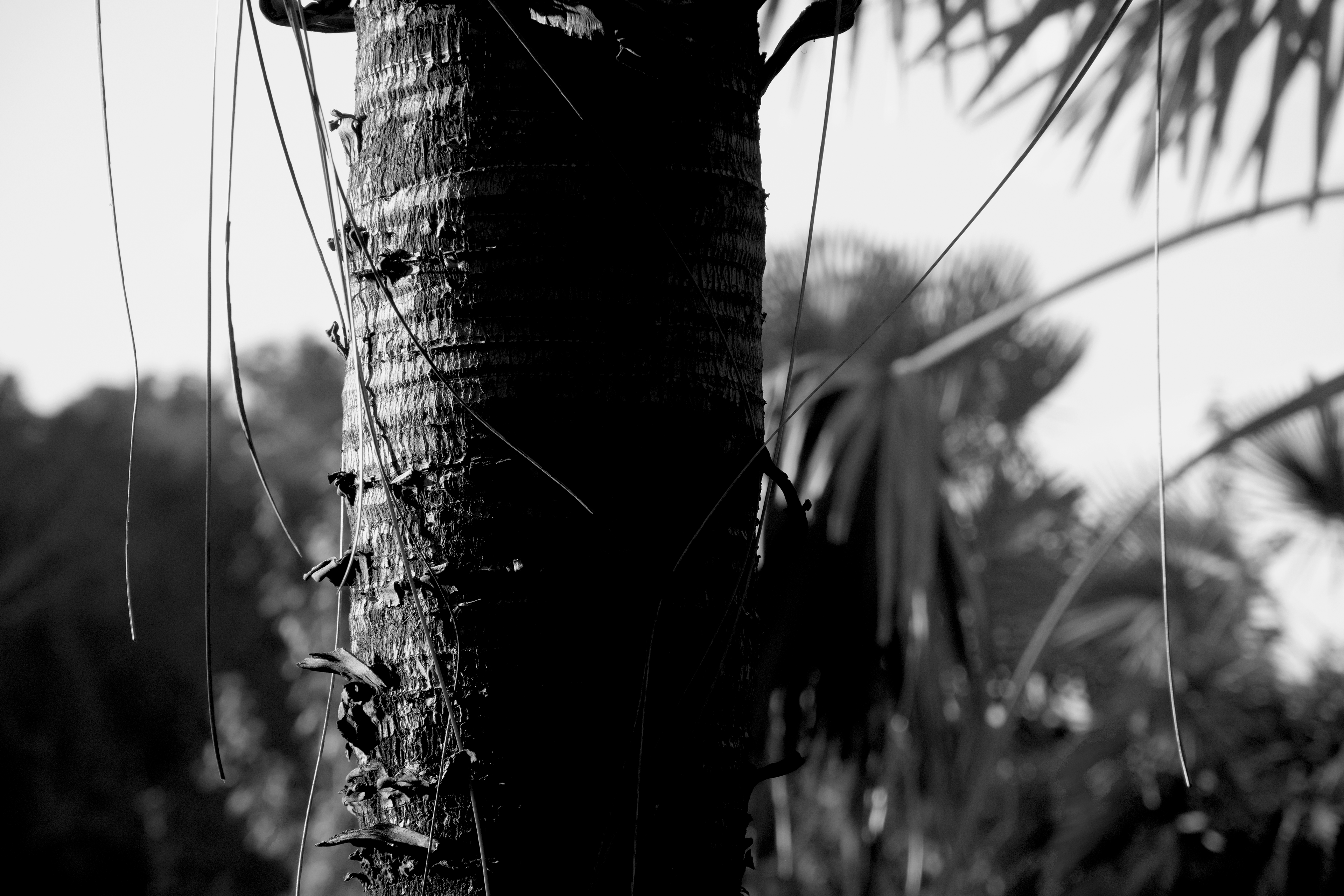 Black & White version of the tree
