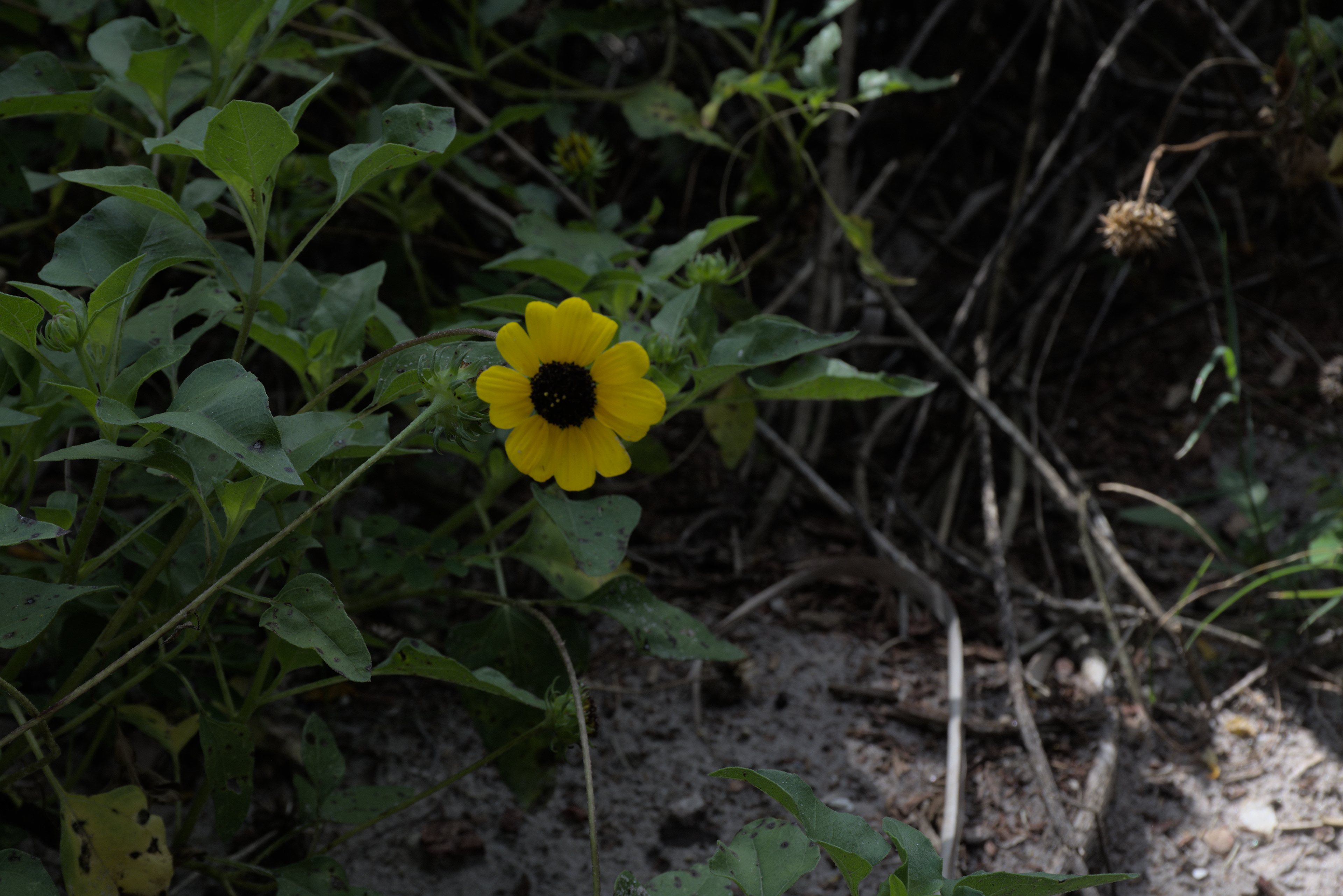 Original photo of a single sunflower