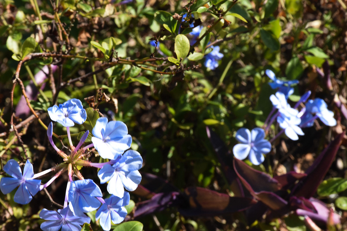 A small collection of blue flowers taken at noon.