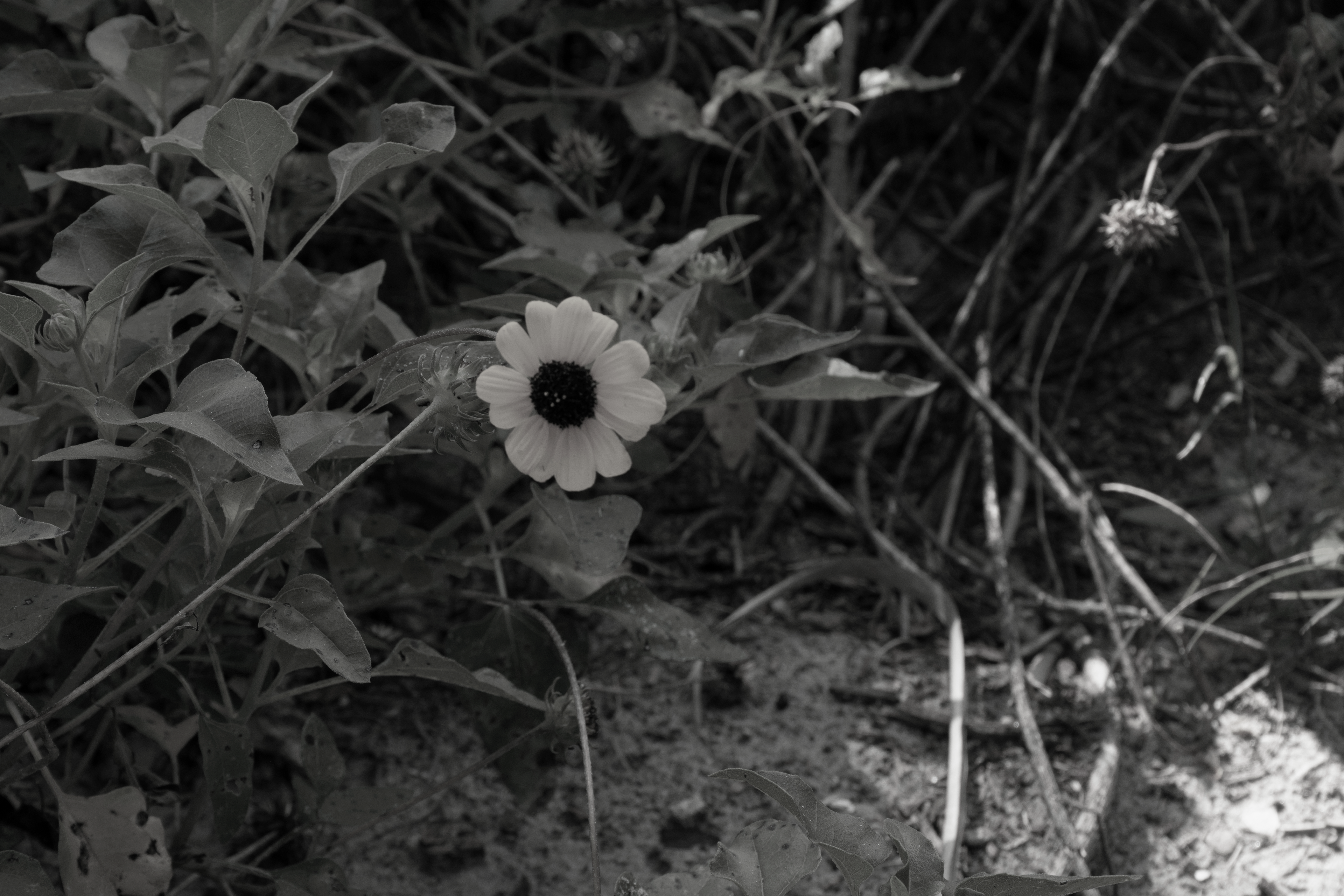 Edited photo of the single sunflower. First attempt at editing a color image to Black & White