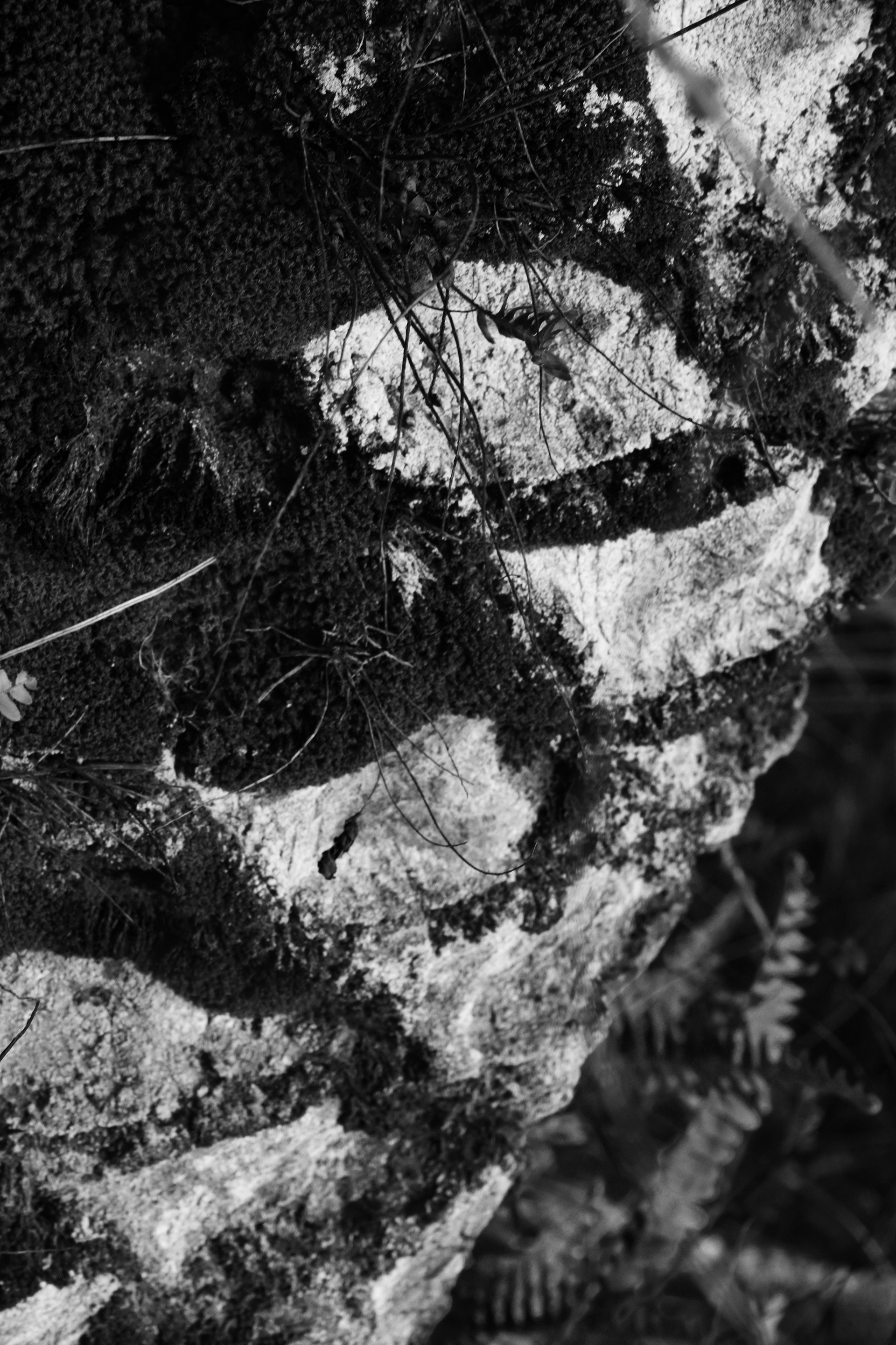 An extreme close up, black and white shot of an tree covered in moss.