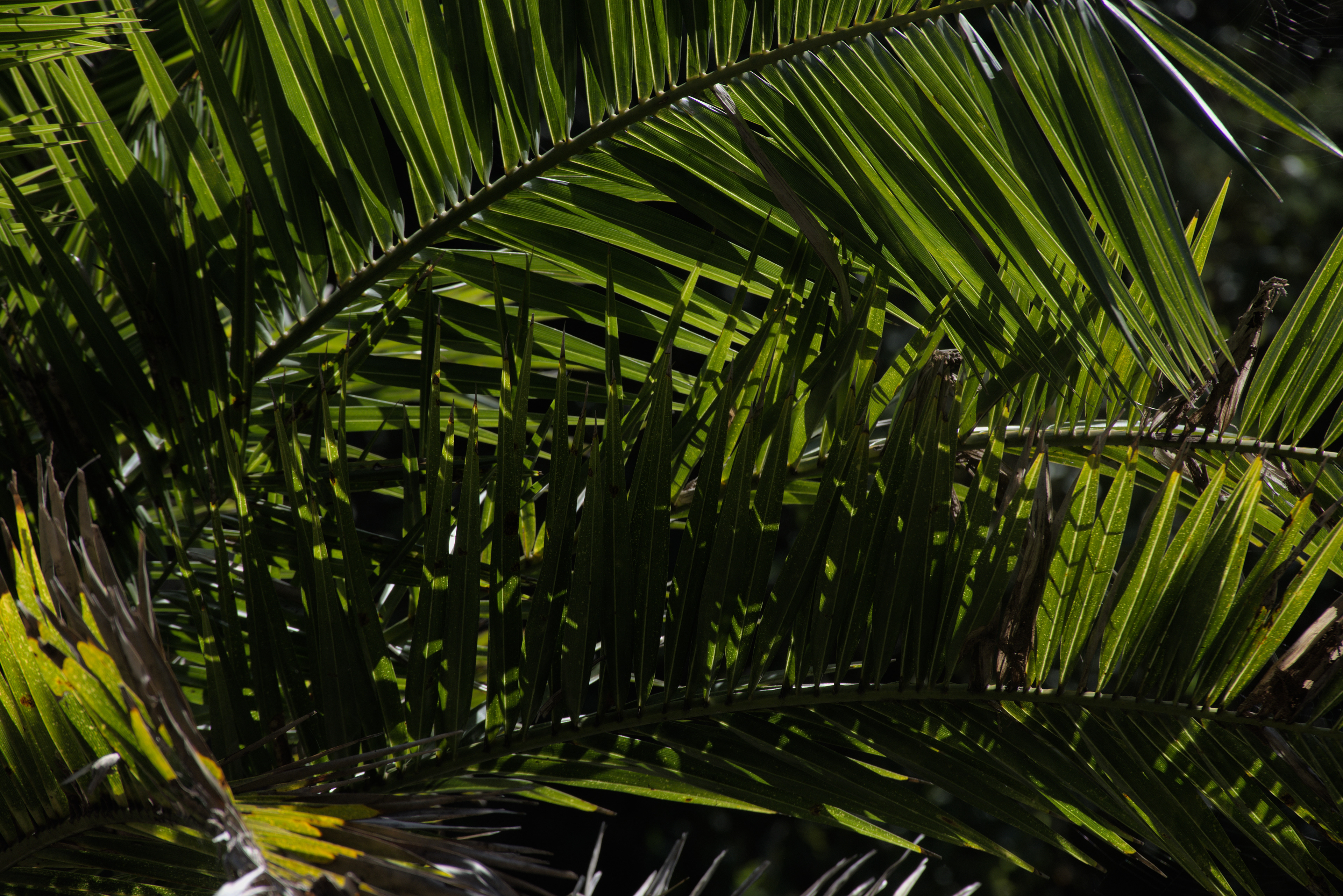 Original photo of a cluster of Palm Leaves
