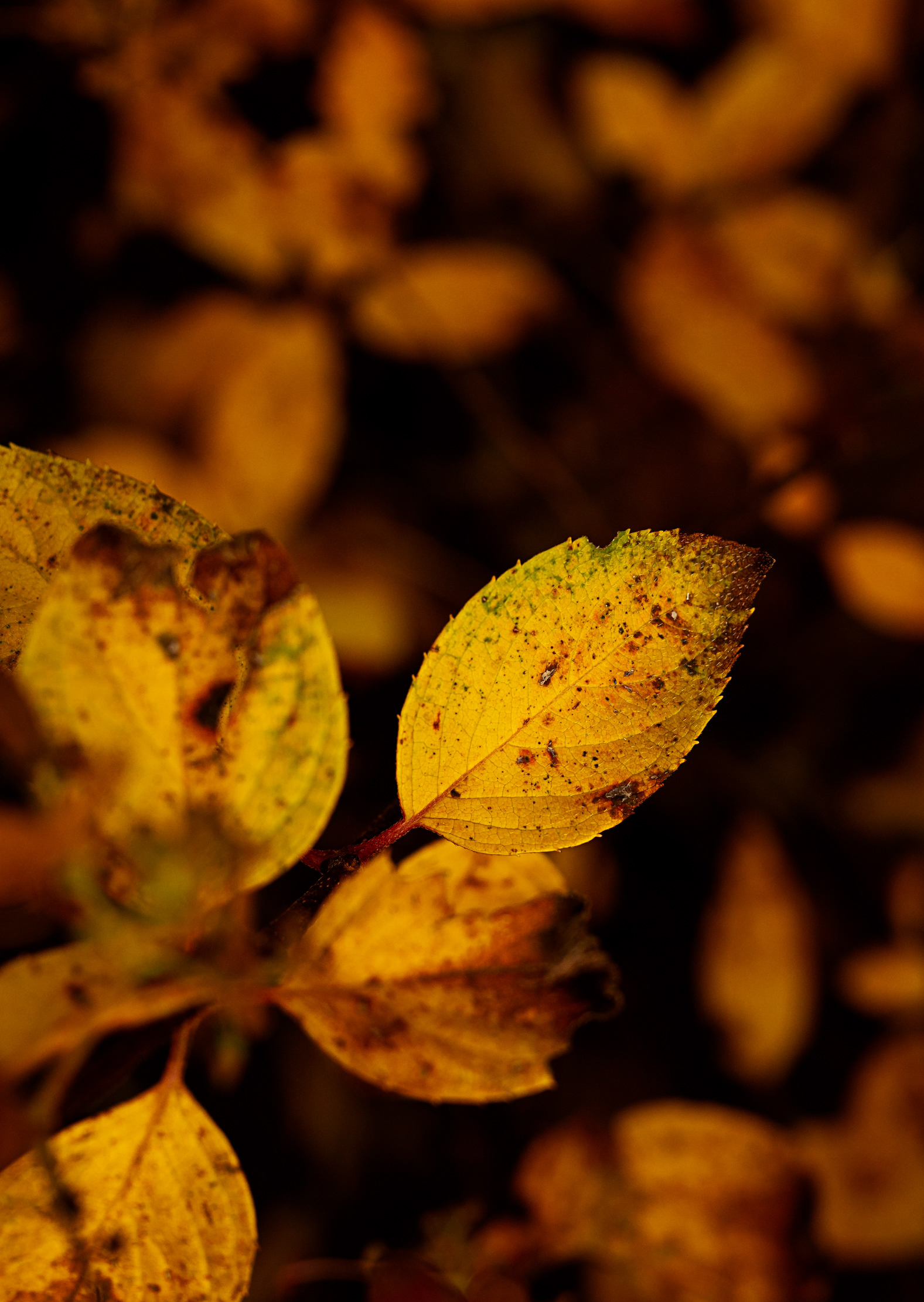 Herbst_05