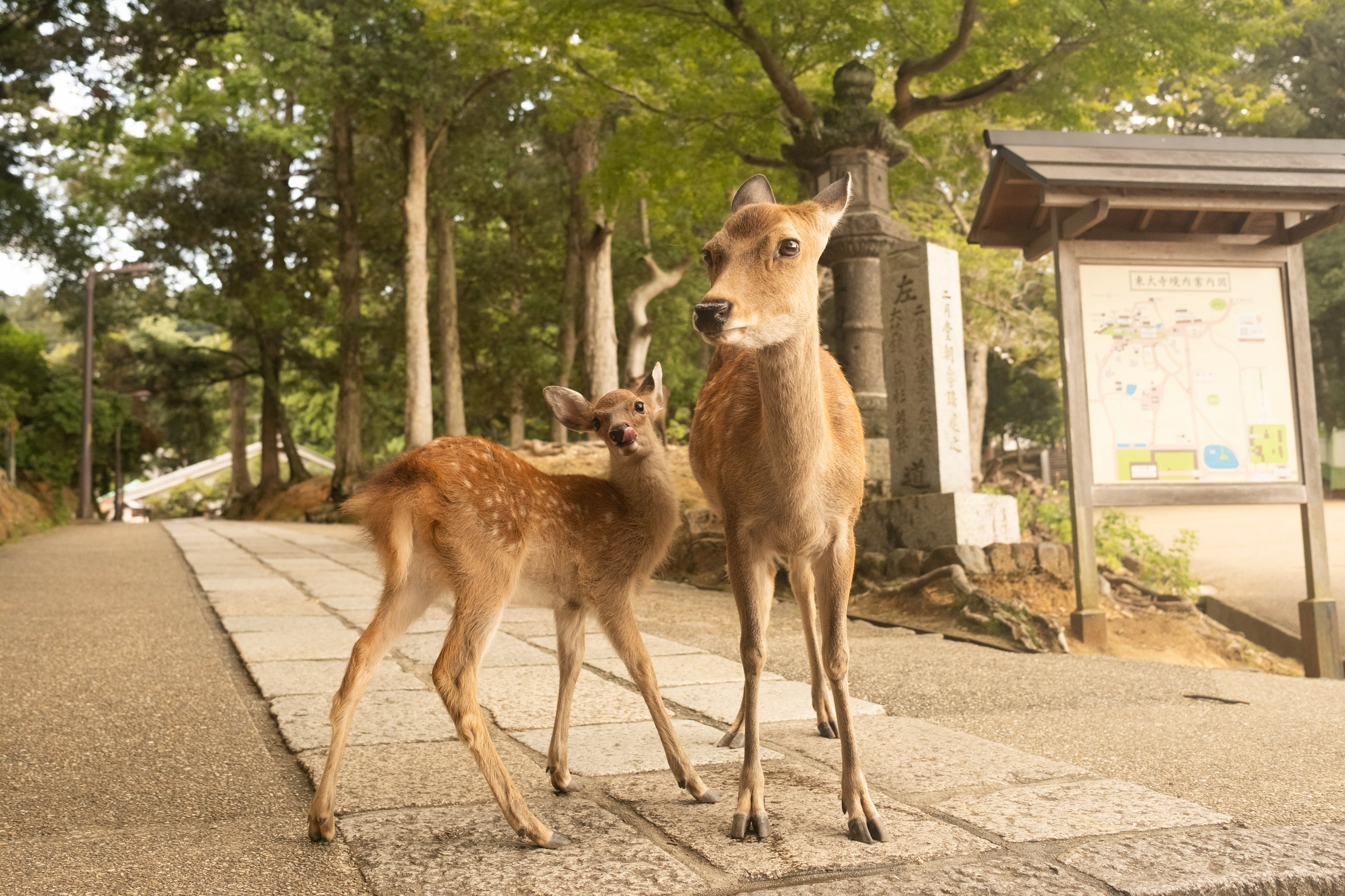 Nara, Japan