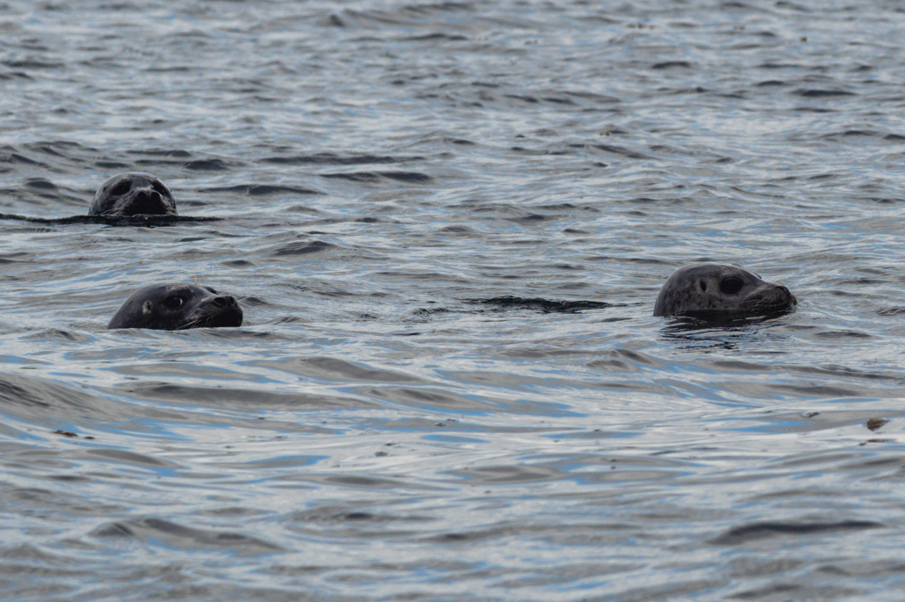 Harbor Seals