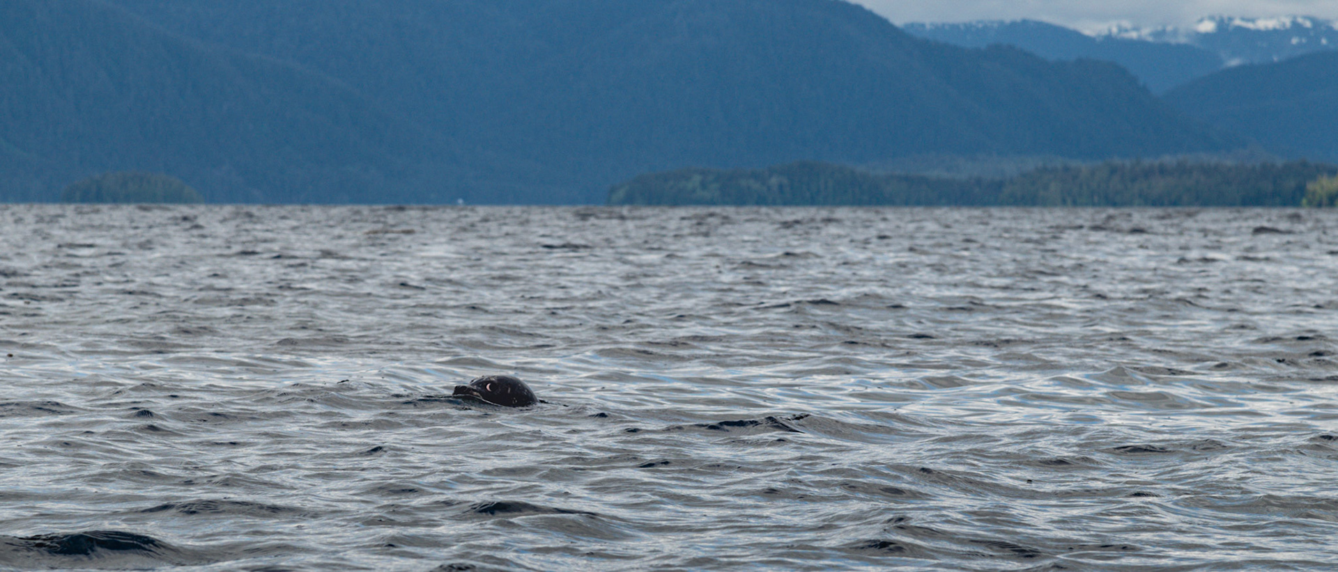 Tatoosh Islands Harbor Seal