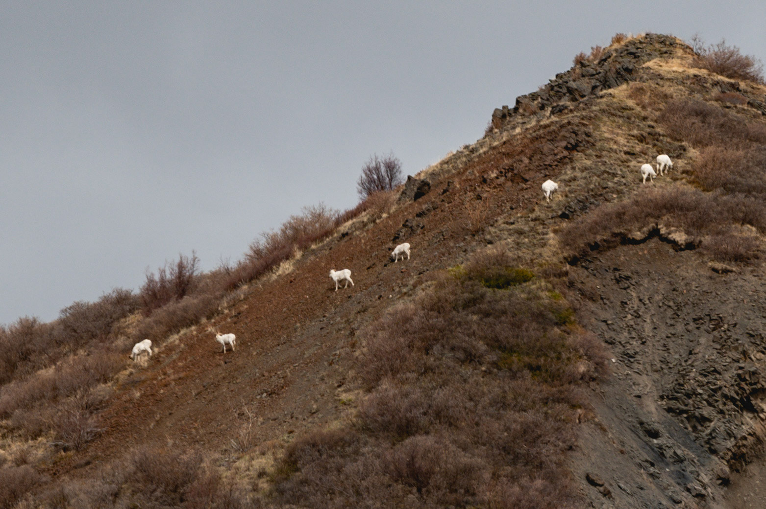 Dall Sheep