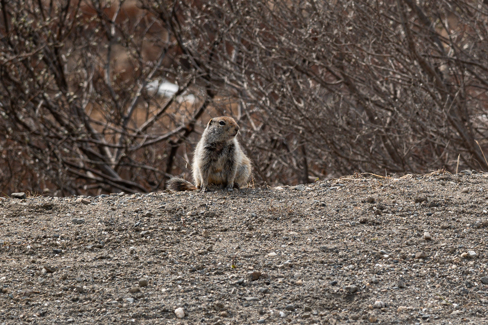 Arctic Ground Squirrel 