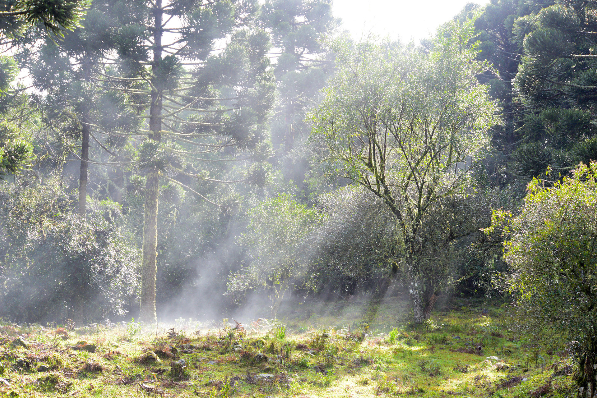 Urupema (SC) | Foto: Felipe Reis/Verum Fotojornalismo