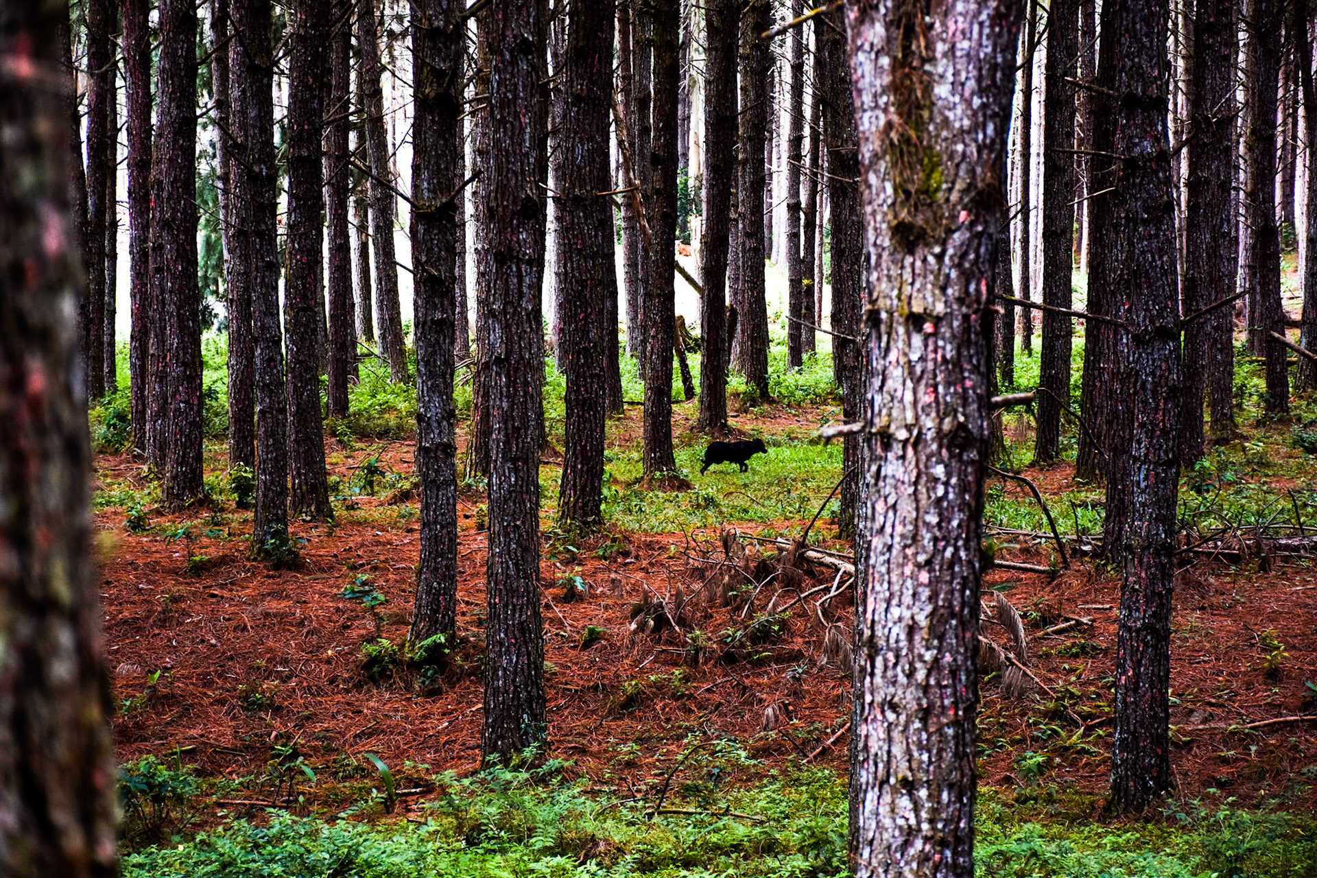Mato Francês, Rancho Queimado (SC) | Foto: Mariana Eli/Verum Fotojornalismo