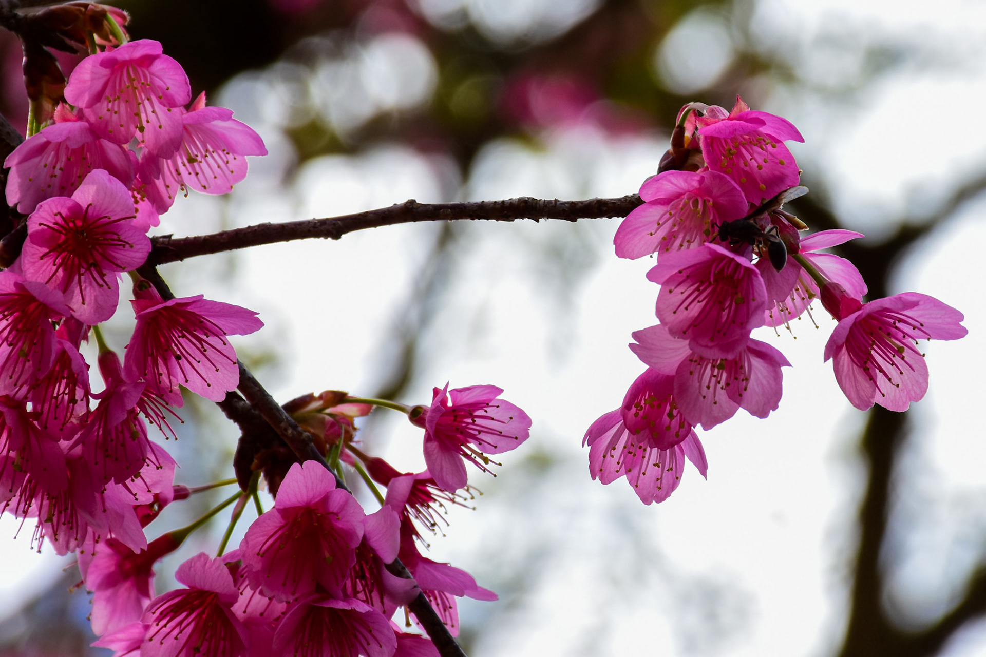 Treze Tílias (SC) | Foto: Mariana Eli/Verum Fotojornalismo