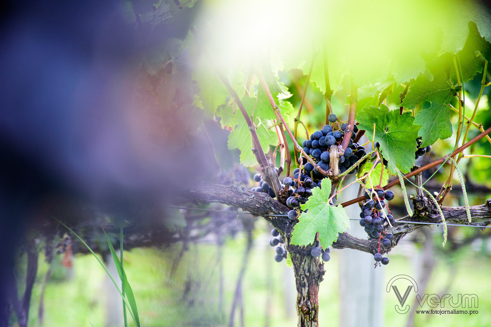 Vindima de altitude, Campo Belo do Sul (SC) | Foto: Felipe Reis/Verum Fotojornalismo