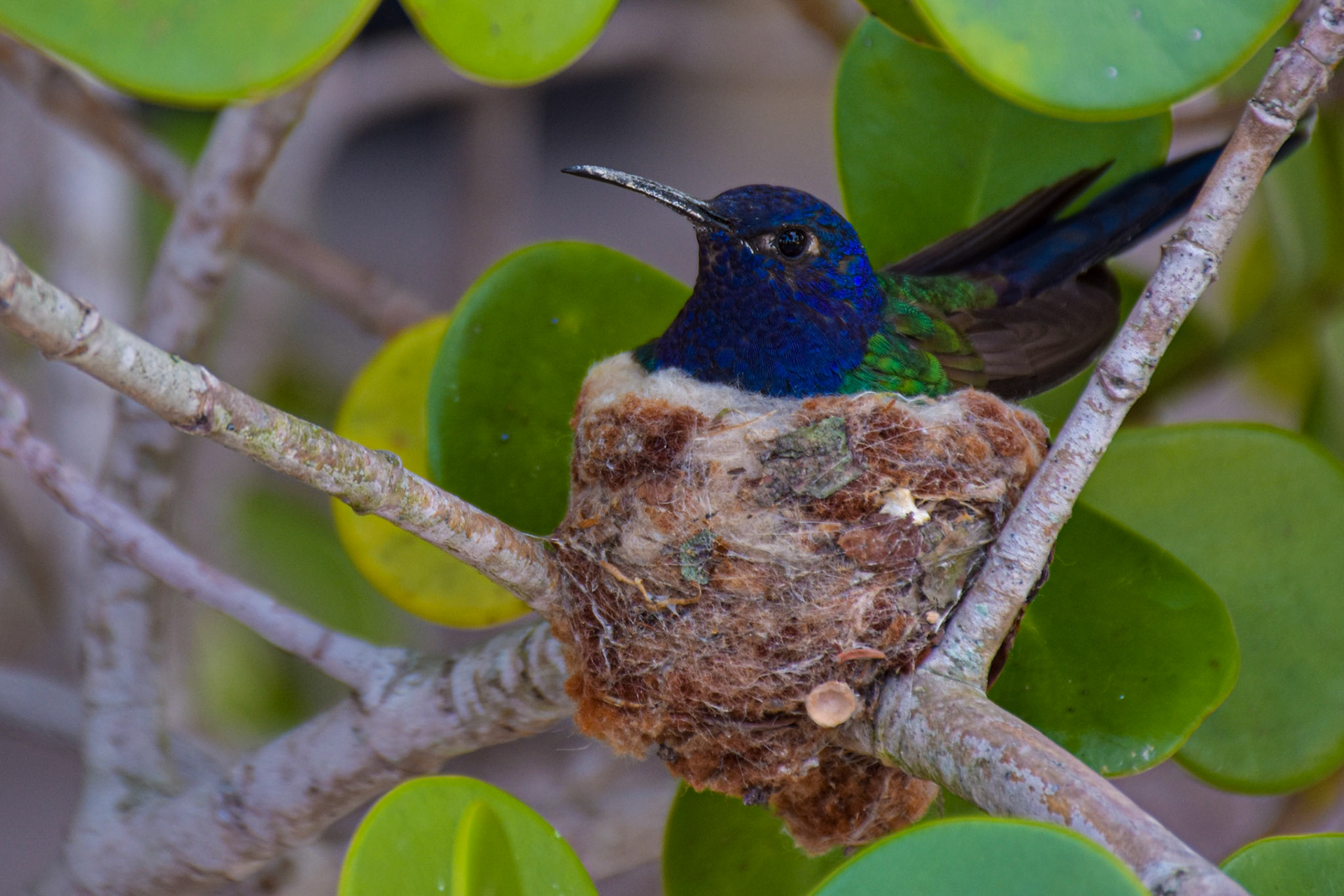 Florianópolis (SC) | Foto: Mariana Eli / Verum Fotografia