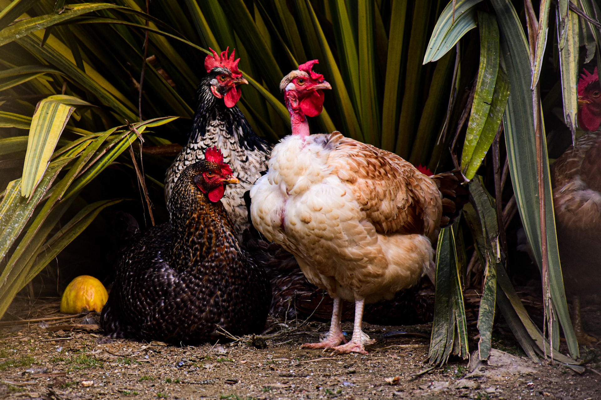 Mato Francês, Rancho Queimado (SC) | Foto: Mariana Eli/Verum Fotojornalismo