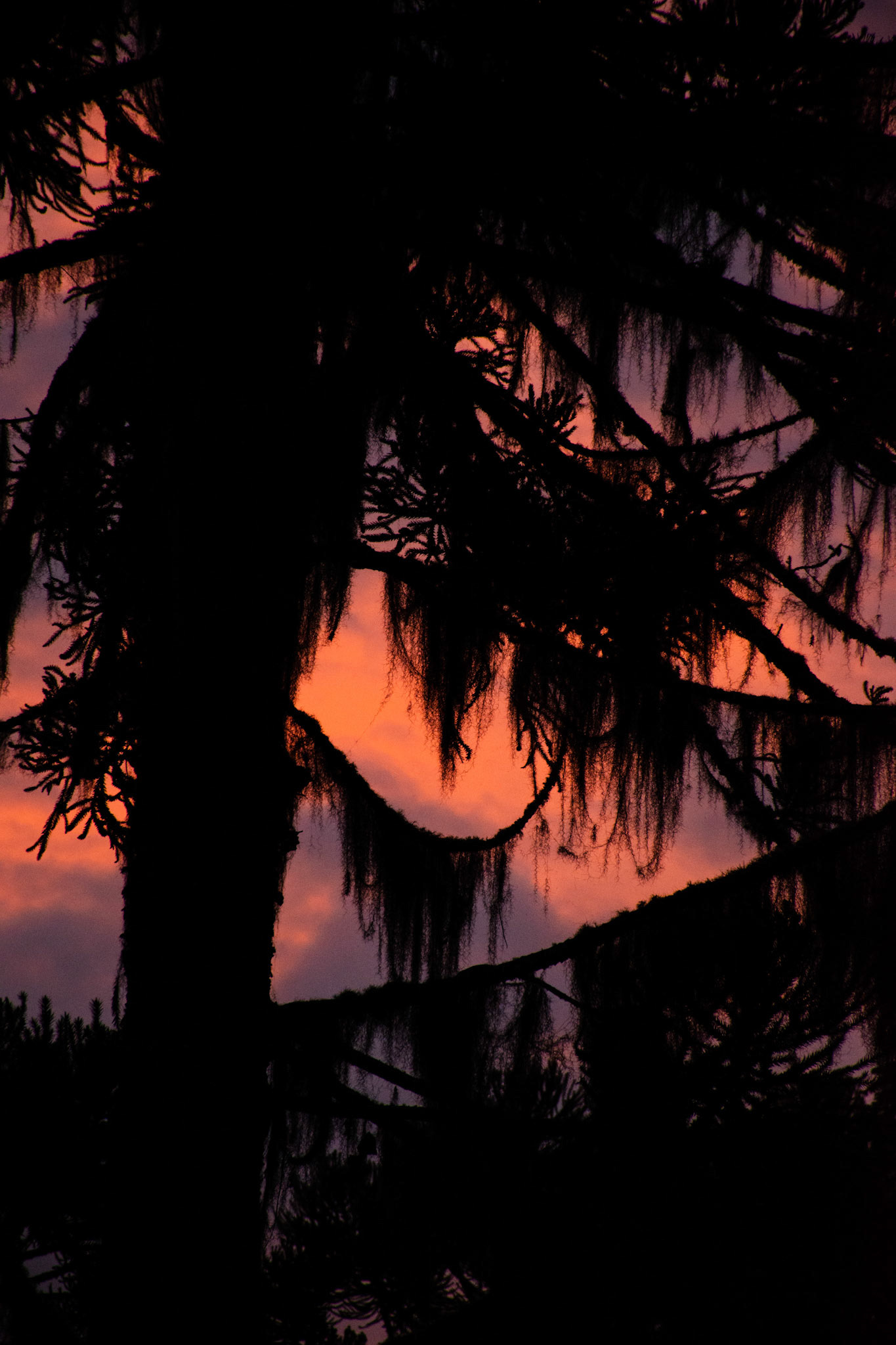 Mato Francês, Rancho Queimado (SC) | Foto: Felipe Reis/Verum Fotojornalismo