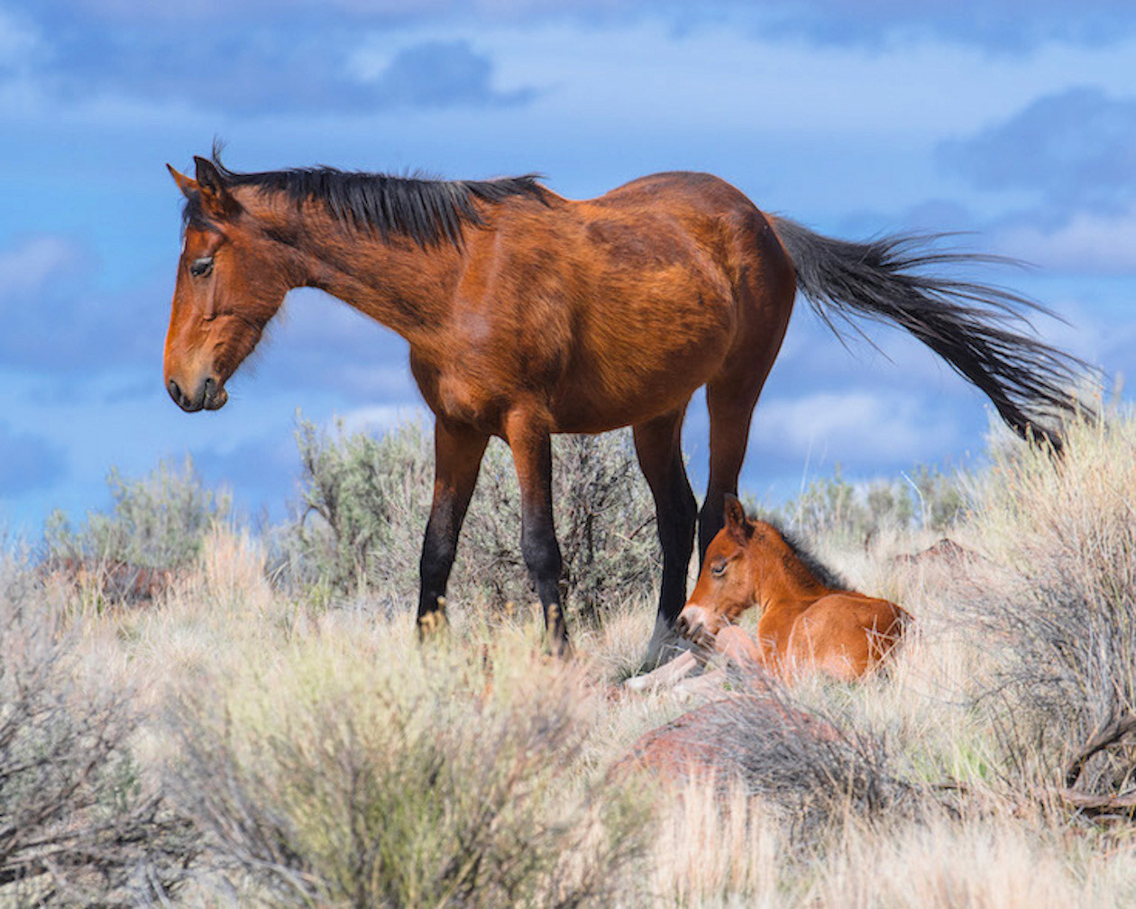 wild mare and colt`