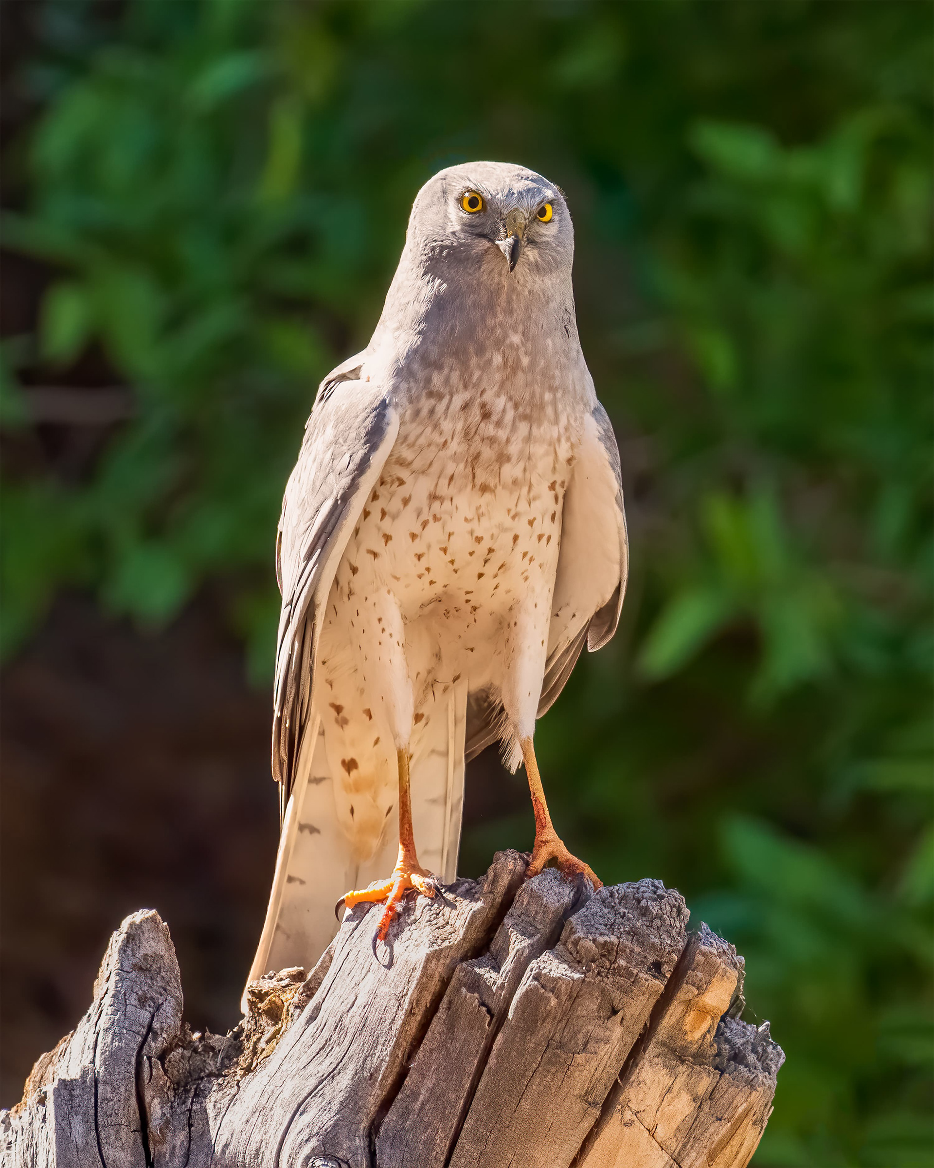 regal presence
